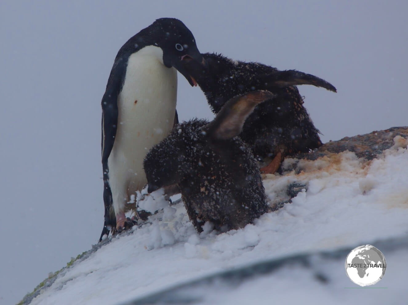 An Adélie penguin feeding its chick's, during a raging blizzard, on the Yalour Islands.