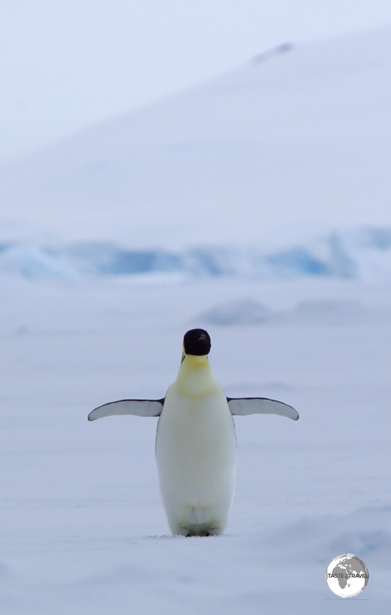 An Emperor penguin in Crystal Sound. 