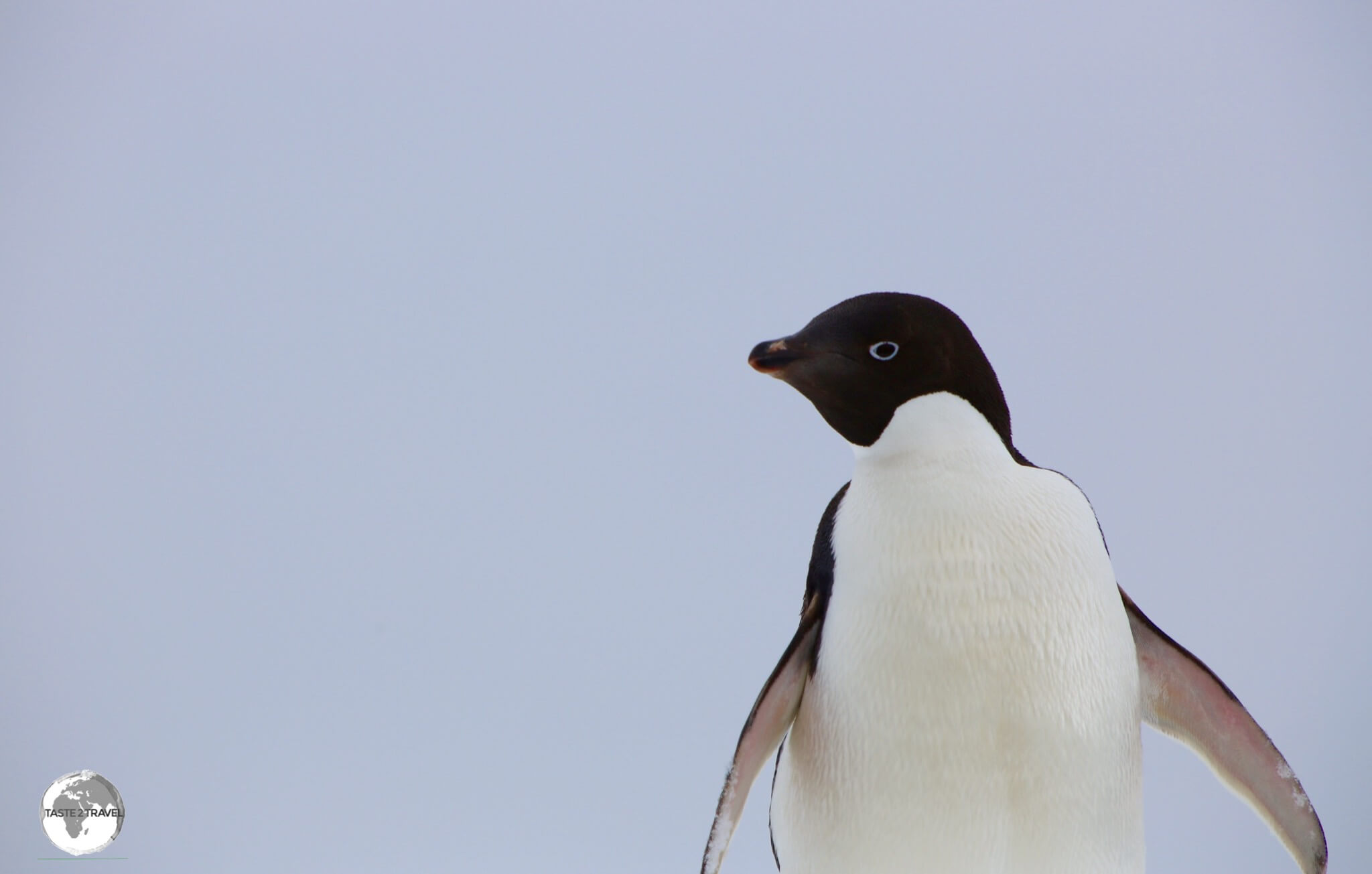 Adélie penguins, such as this one on Detaille Island, obtain their food by both predation and foraging, with a diet of mainly krill and fish.