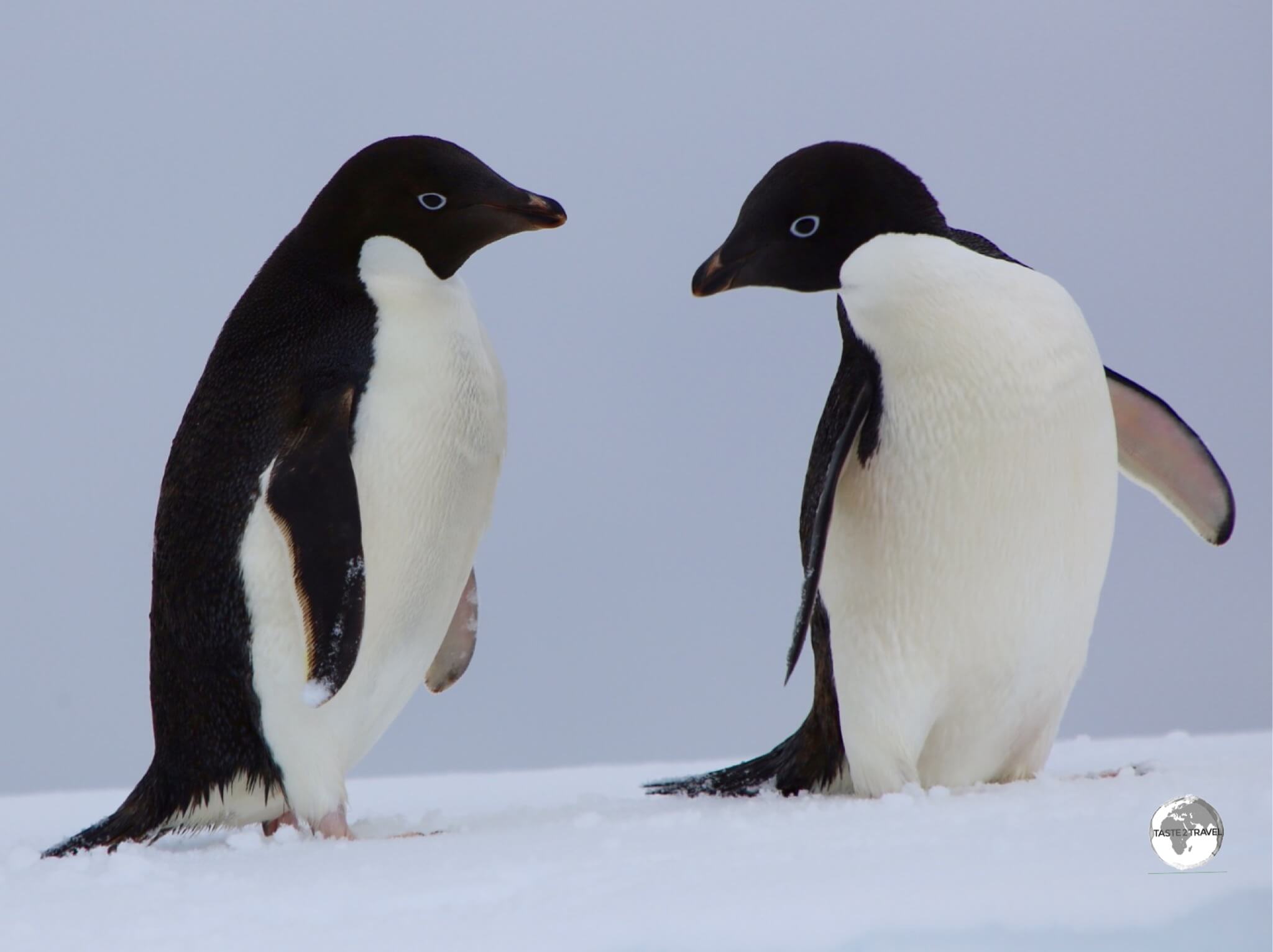 Adélie penguins on Detaille Island.