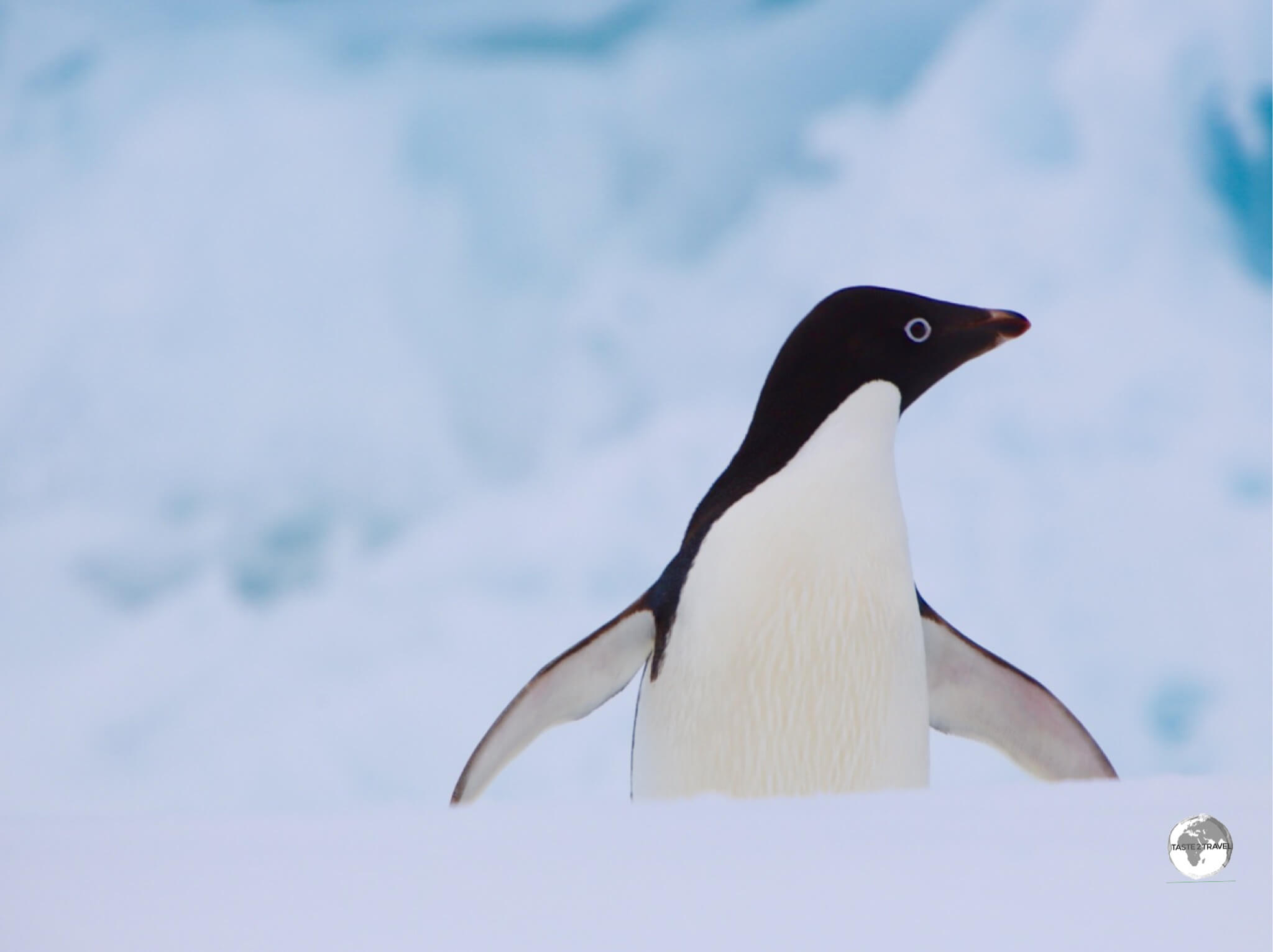 An Adélie penguin, airing its flippers on Detaille island.