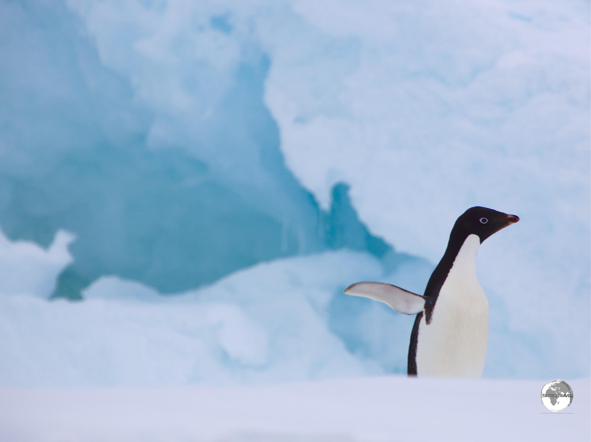 An Adélie penguin on Detaille Island strikes a pose.