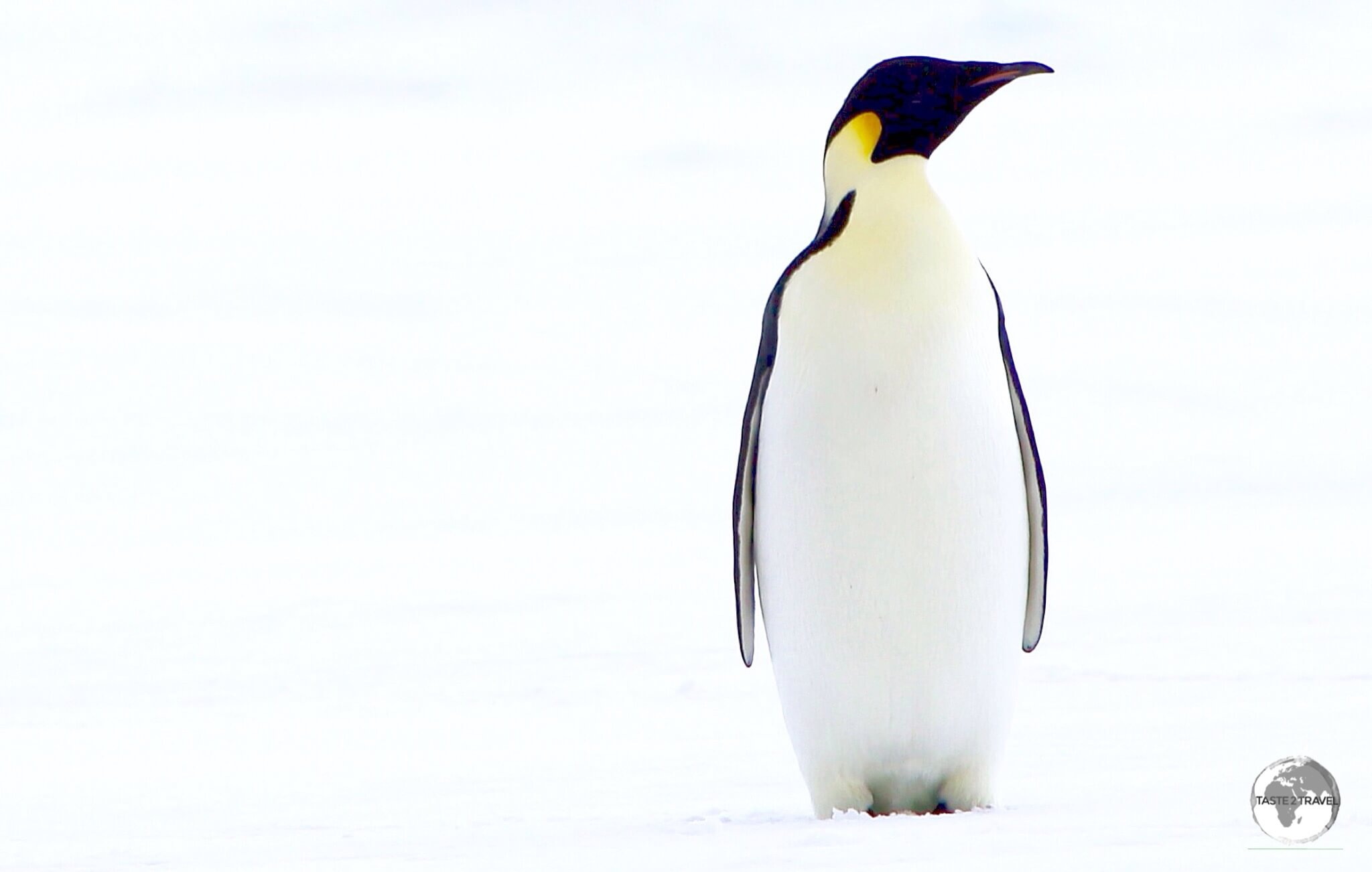 Emperor penguins, such as this one at Crystal Sound, are easily distinguished by their large size and the yellow patches on either side of their face.