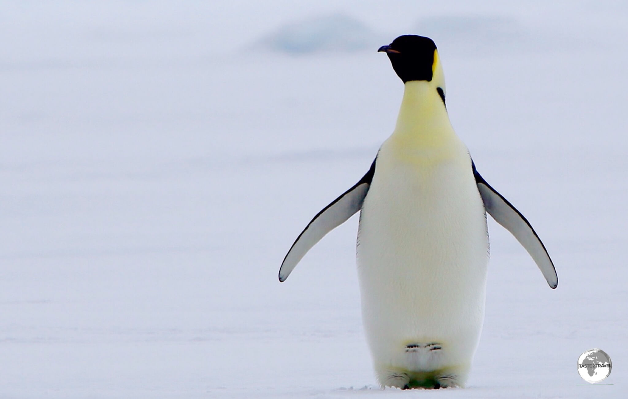 Emperor penguin's, such as this one in Crystal sound, have the distinction of being the tallest and heaviest of all penguins. 