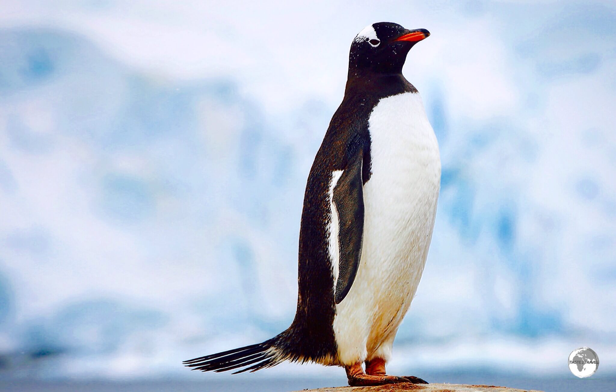 A Gentoo penguin at Port Lockroy. The 'tuxedo' colours of penguins serve as 'counter' camouflage, allowing them hide from predators while in the water. 