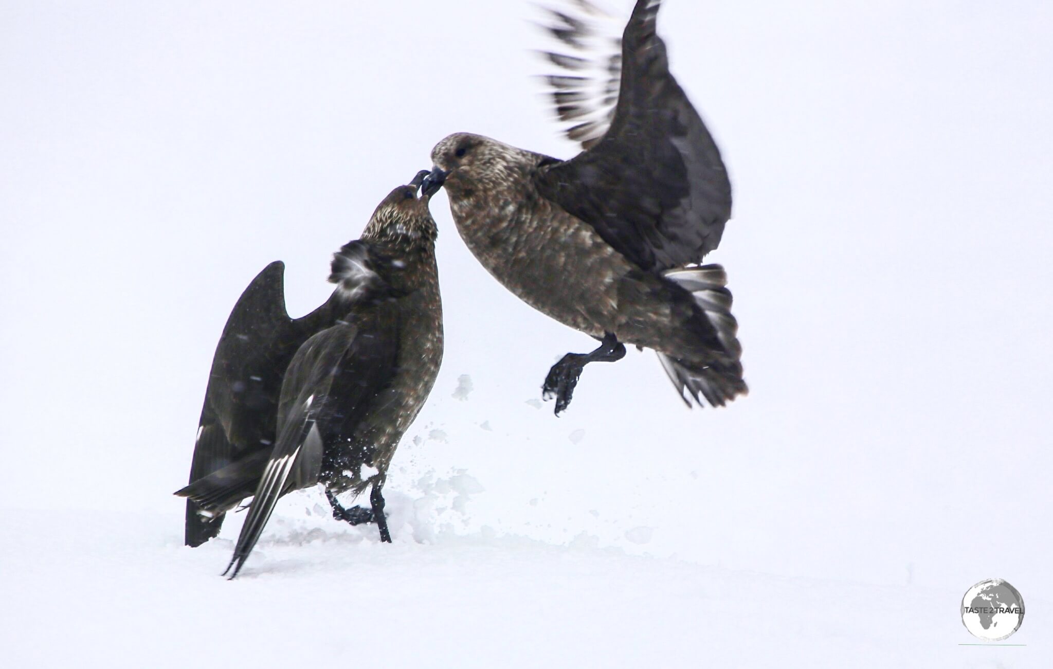 South Polar Skuas fighting on Petermann Island.