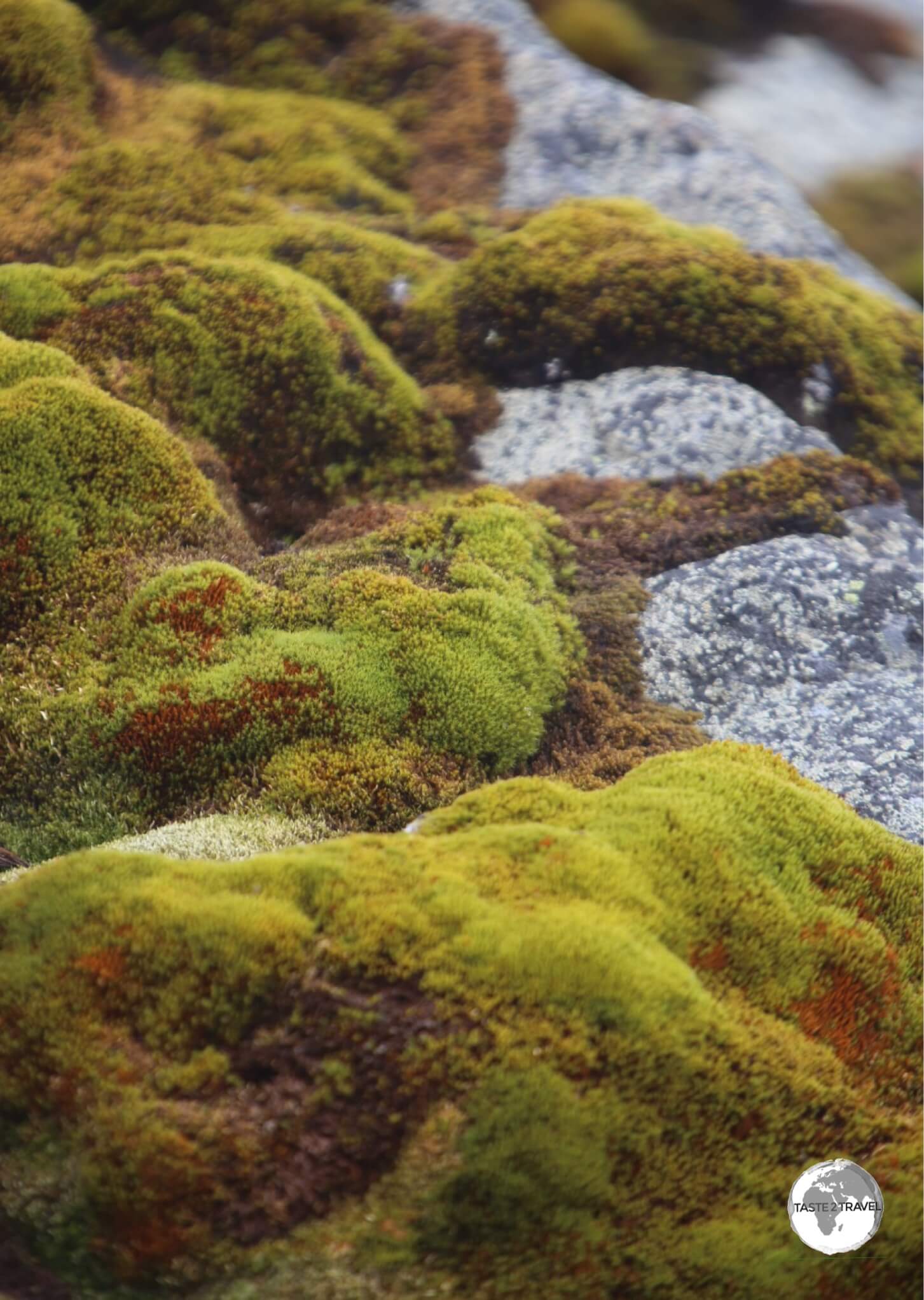 A rare sight in this frozen, white land - green moss covers the ground at Base Brown, in Paradise bay.