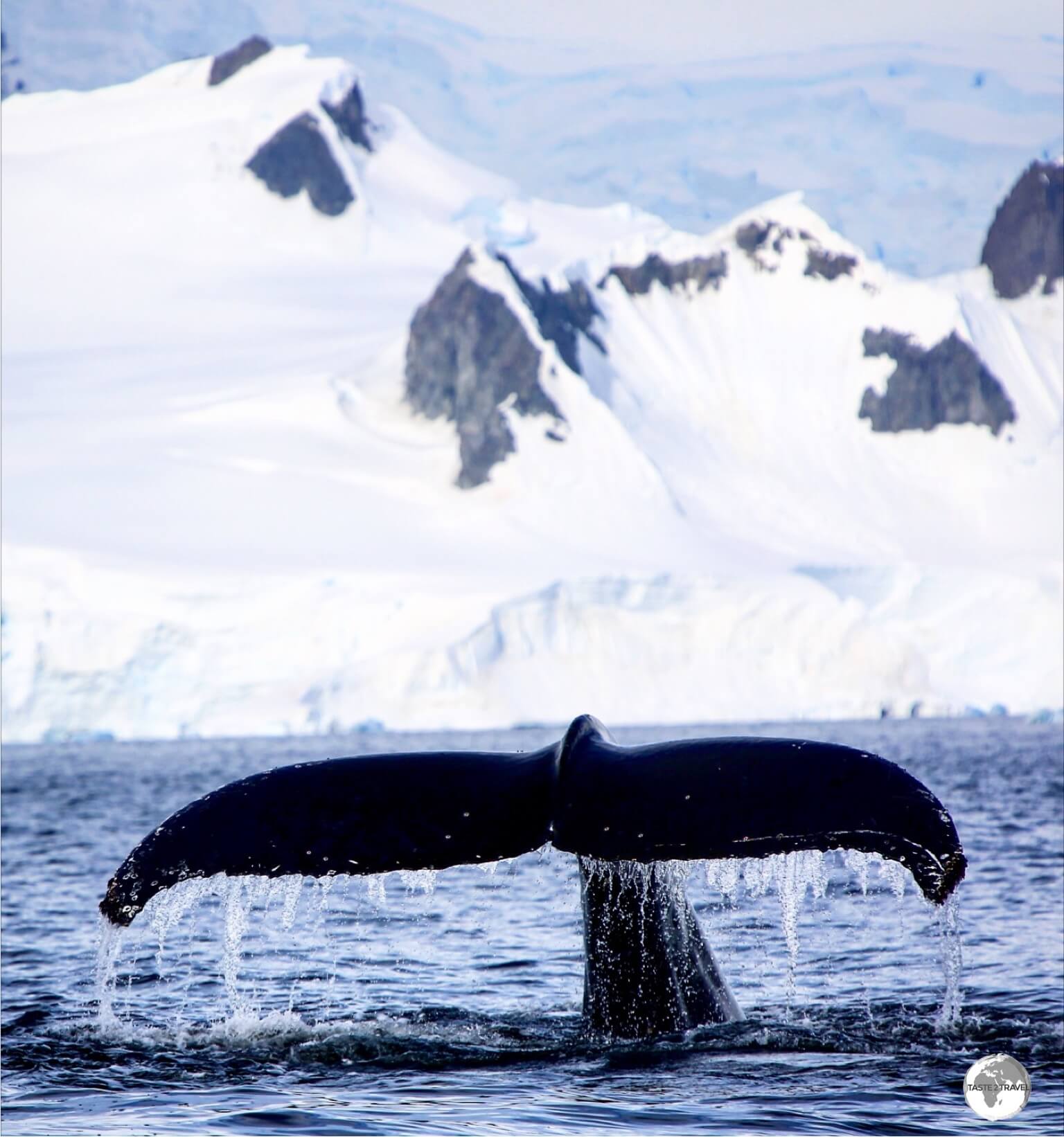 A Humpback whale, diving in Wilhelmina Bay.