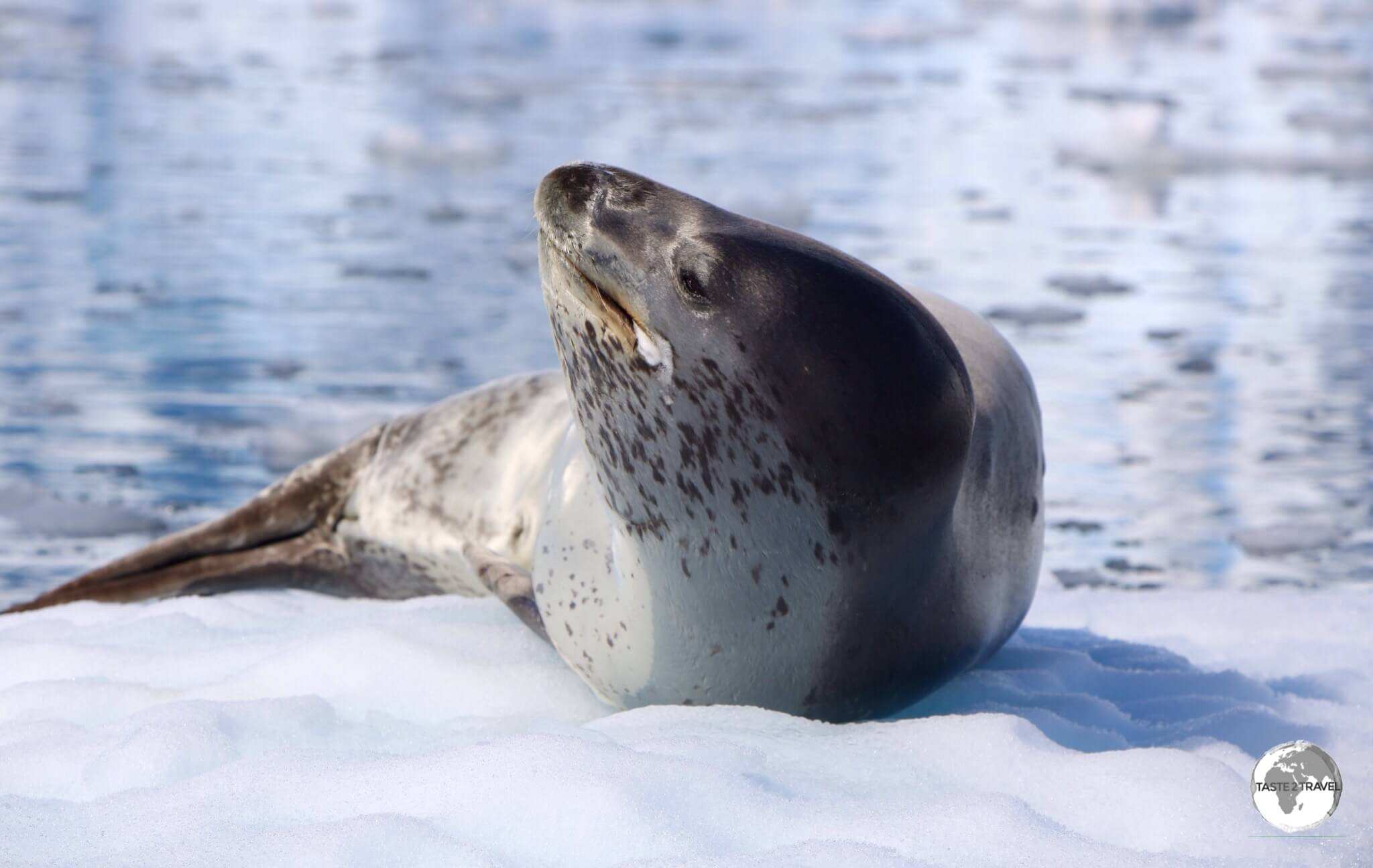 A Leopard seal, relaxing on an ice floe in the Graham passage. 