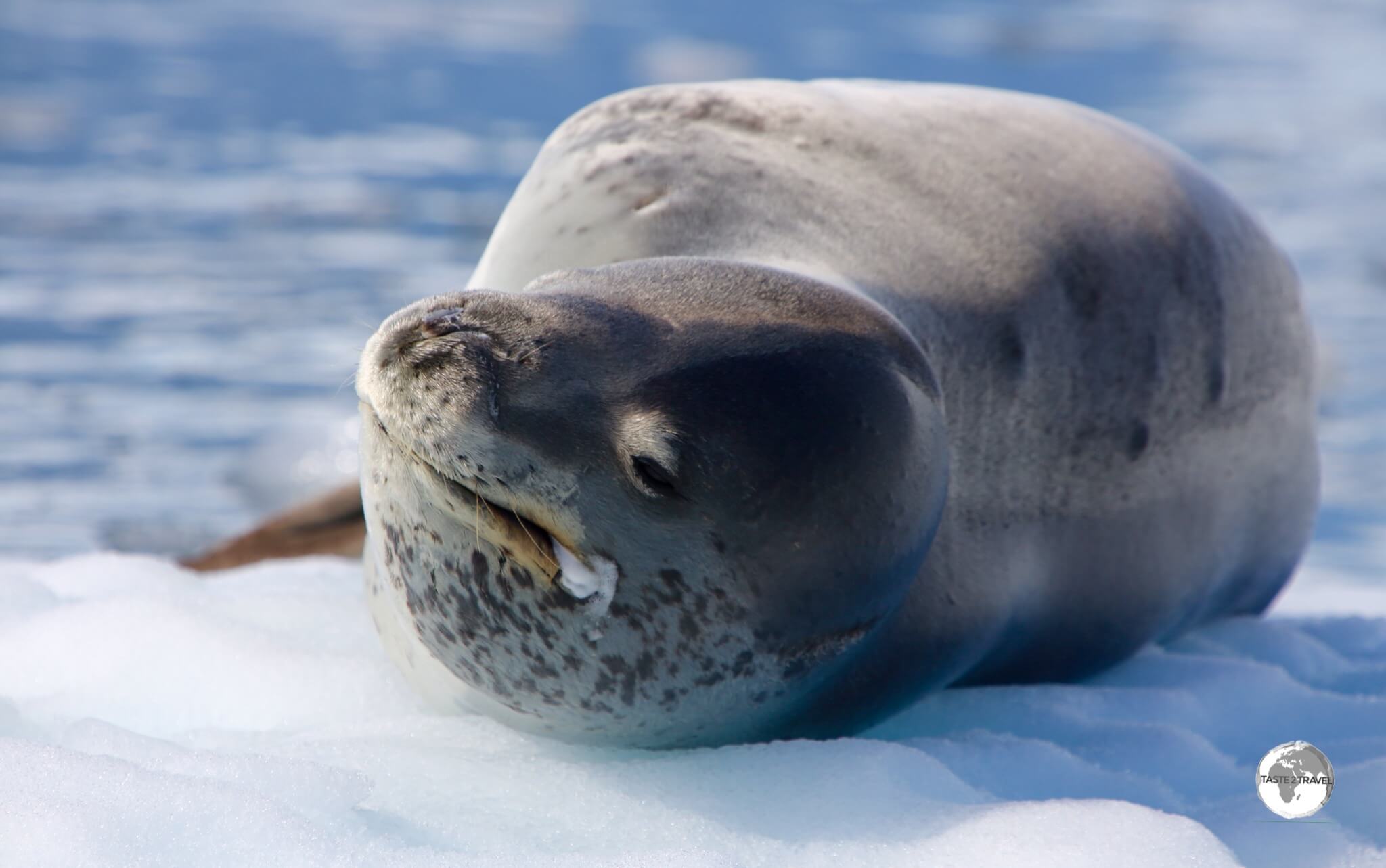 The Leopard seal, such as this one in the Graham passage, is a powerful and aggressive predator, whose diet includes penguins and seal pups.