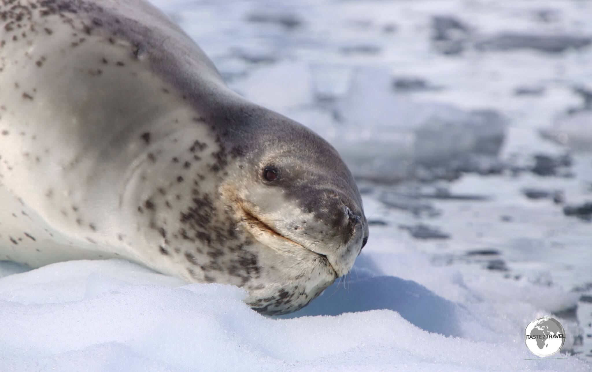 Despite his seeming grin, the Leopard Seal is the bad boy of the seal world and is the dominate predator in places like the Graham passage.