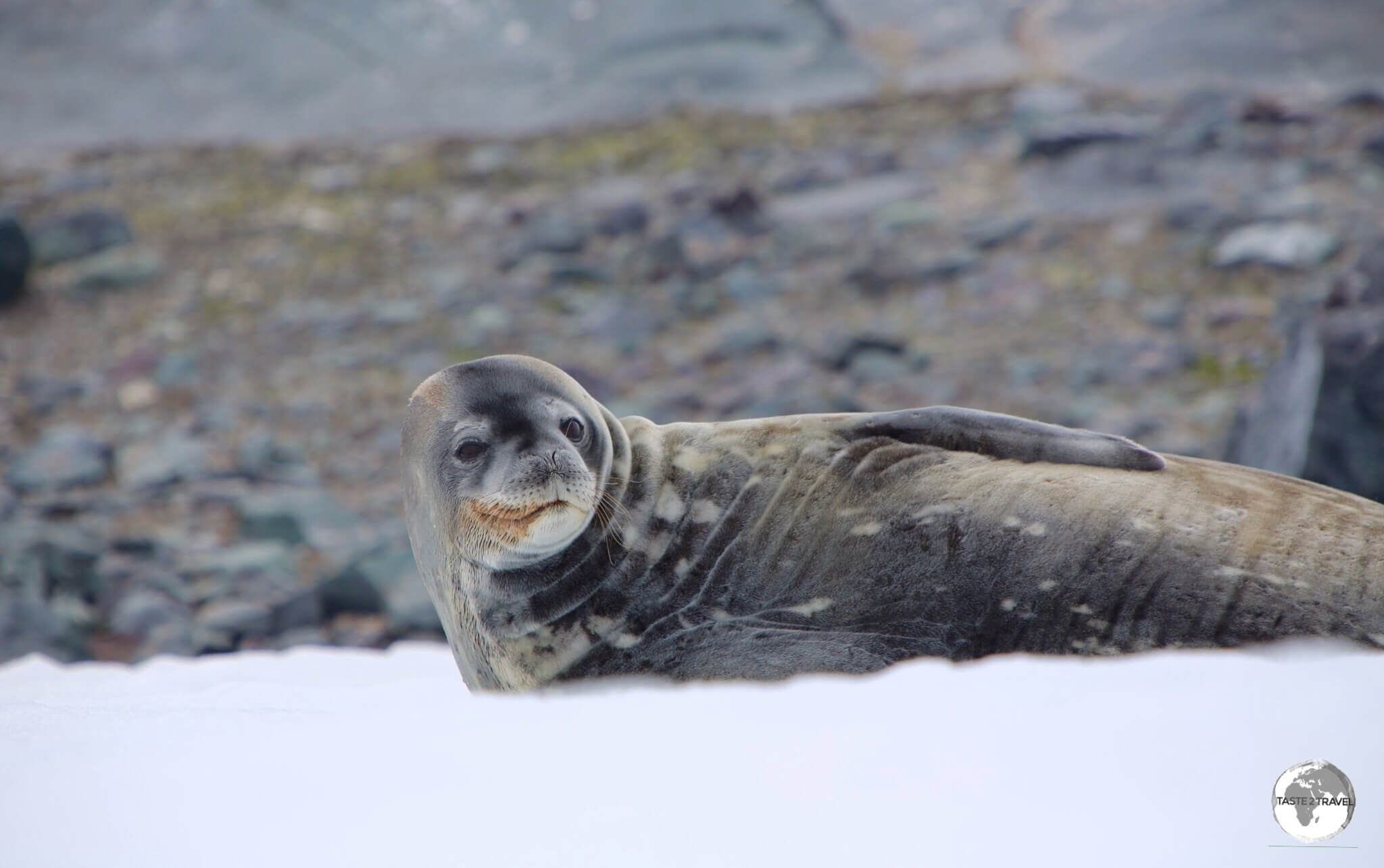 A Weddell Seal on D’Hainaut Island.