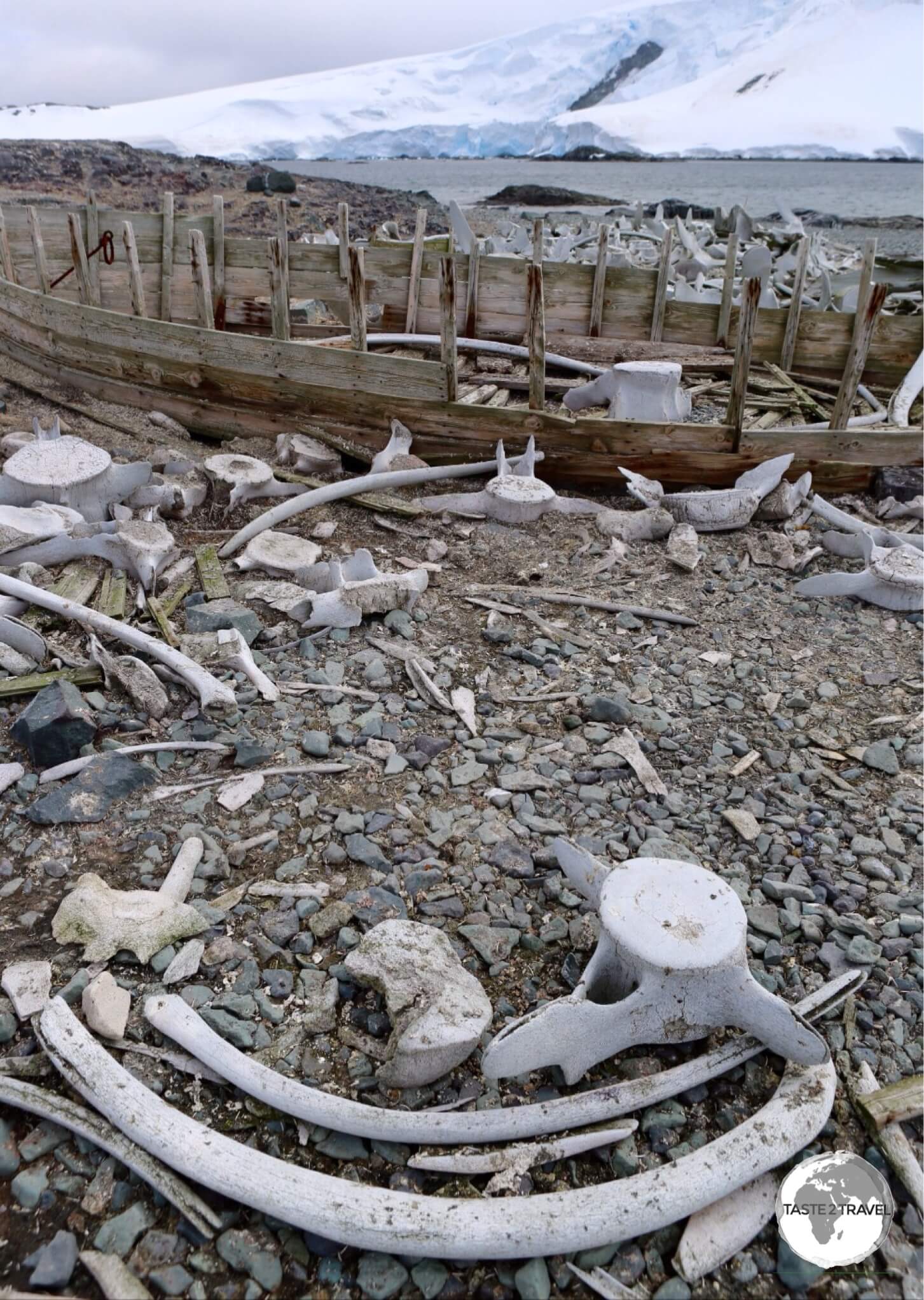 Remnants of a past era - the remains of an old whaling boat lie among discarded whale bones on the beach at D’Hainaut Island.