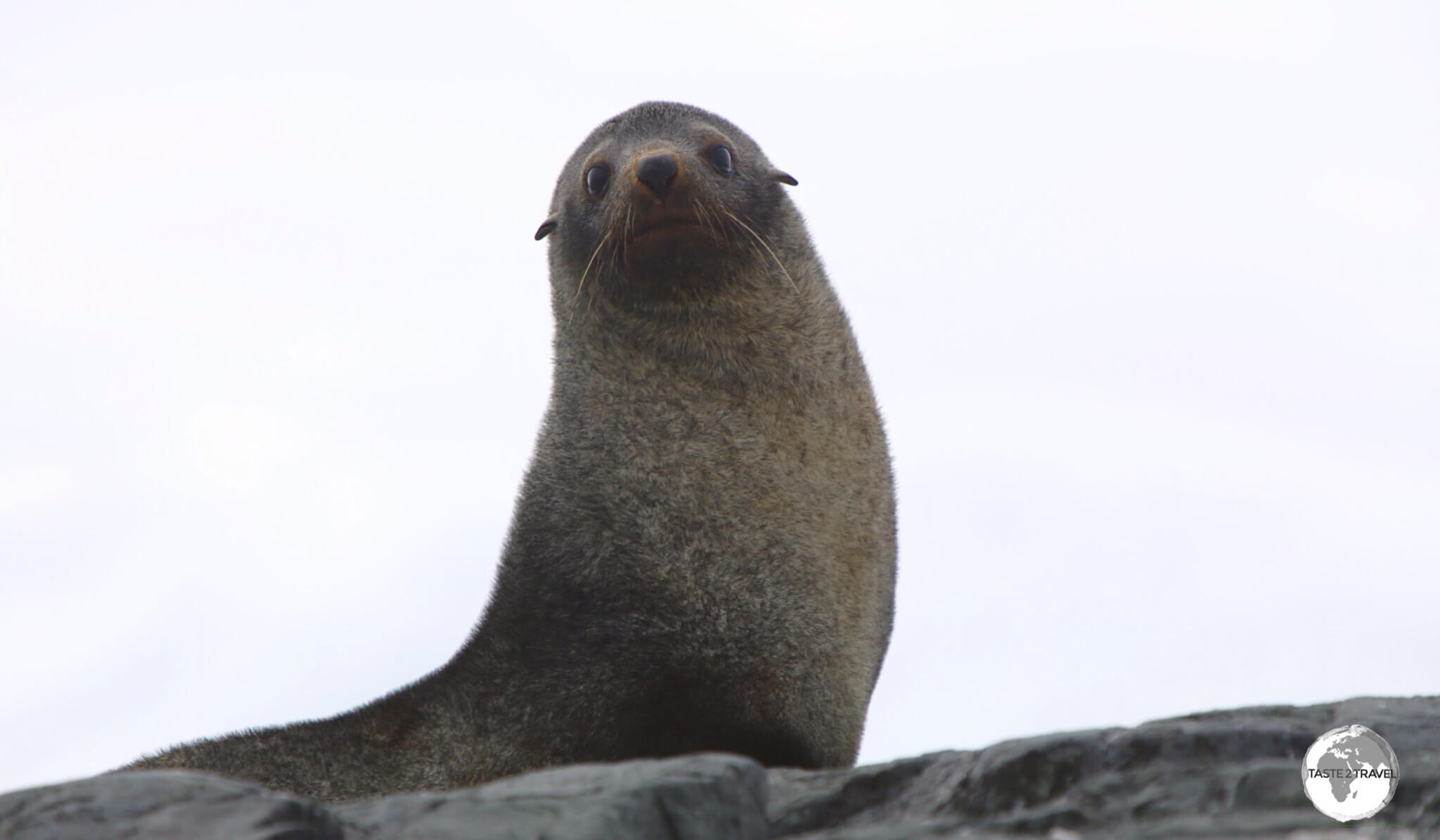 Antarctic fur seals, such as this cute guy on Trinity Island, have made a remarkable comeback after being close to extinction.