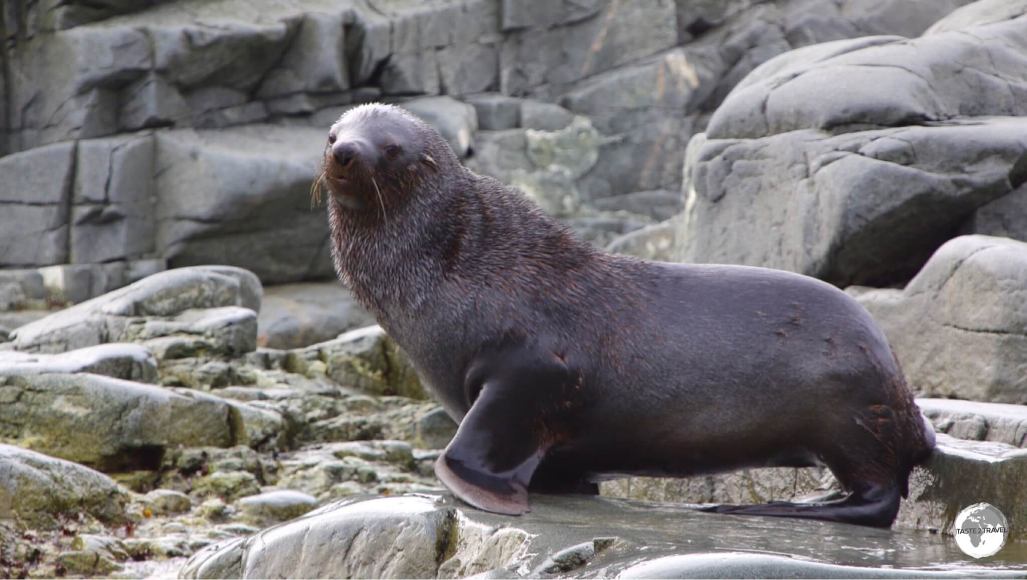 Antarctic Fur seals, such as this one at Trinity Island, prefer the warmer, more northern extremes of the Antarctic peninsula. 