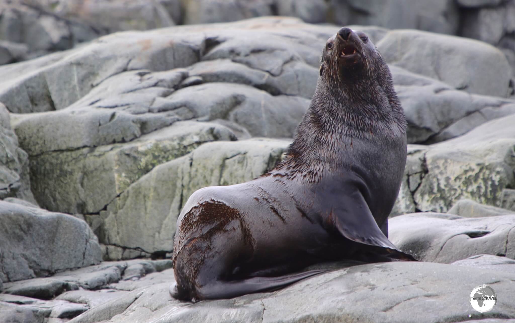 An Antarctic fur seal, basking in the (relative) warmth of the more northerly Trinity Island.