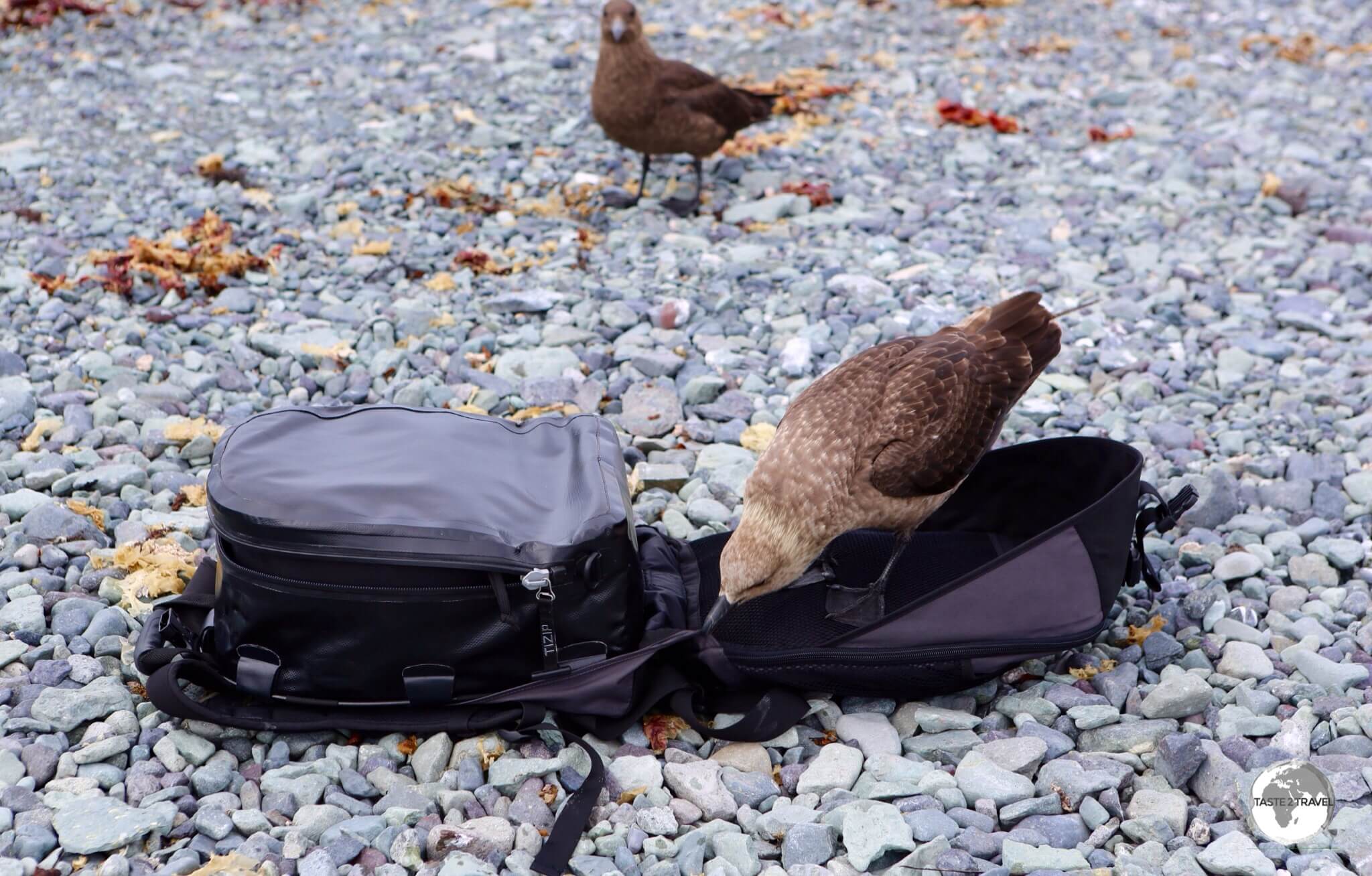 A curious South polar skua investigates my camera bag on D’Hainaut Island.