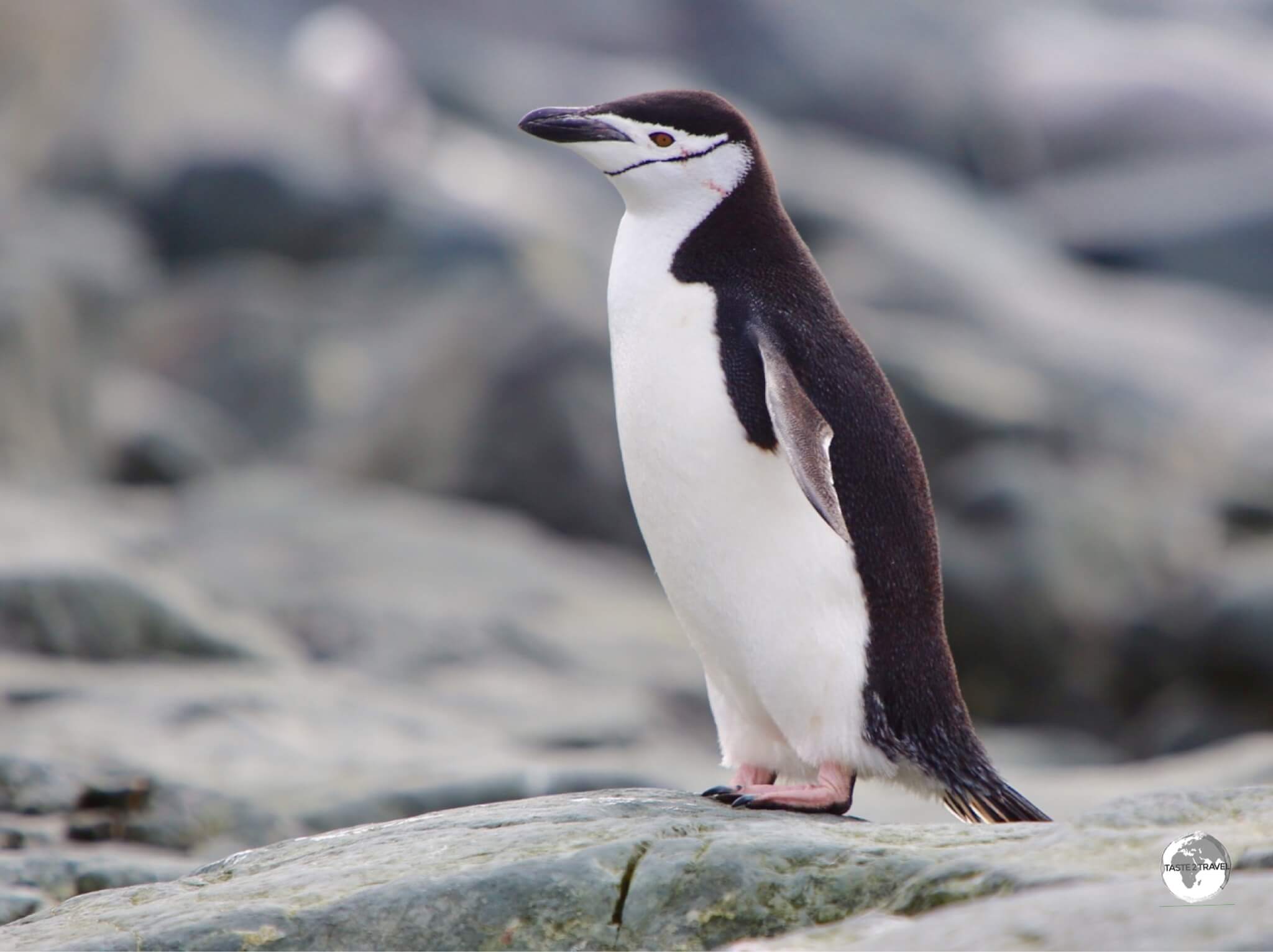 Chinstrap penguins, such as this one at Trinity Island, are closely related to the Gentoo and Adélie penguins.