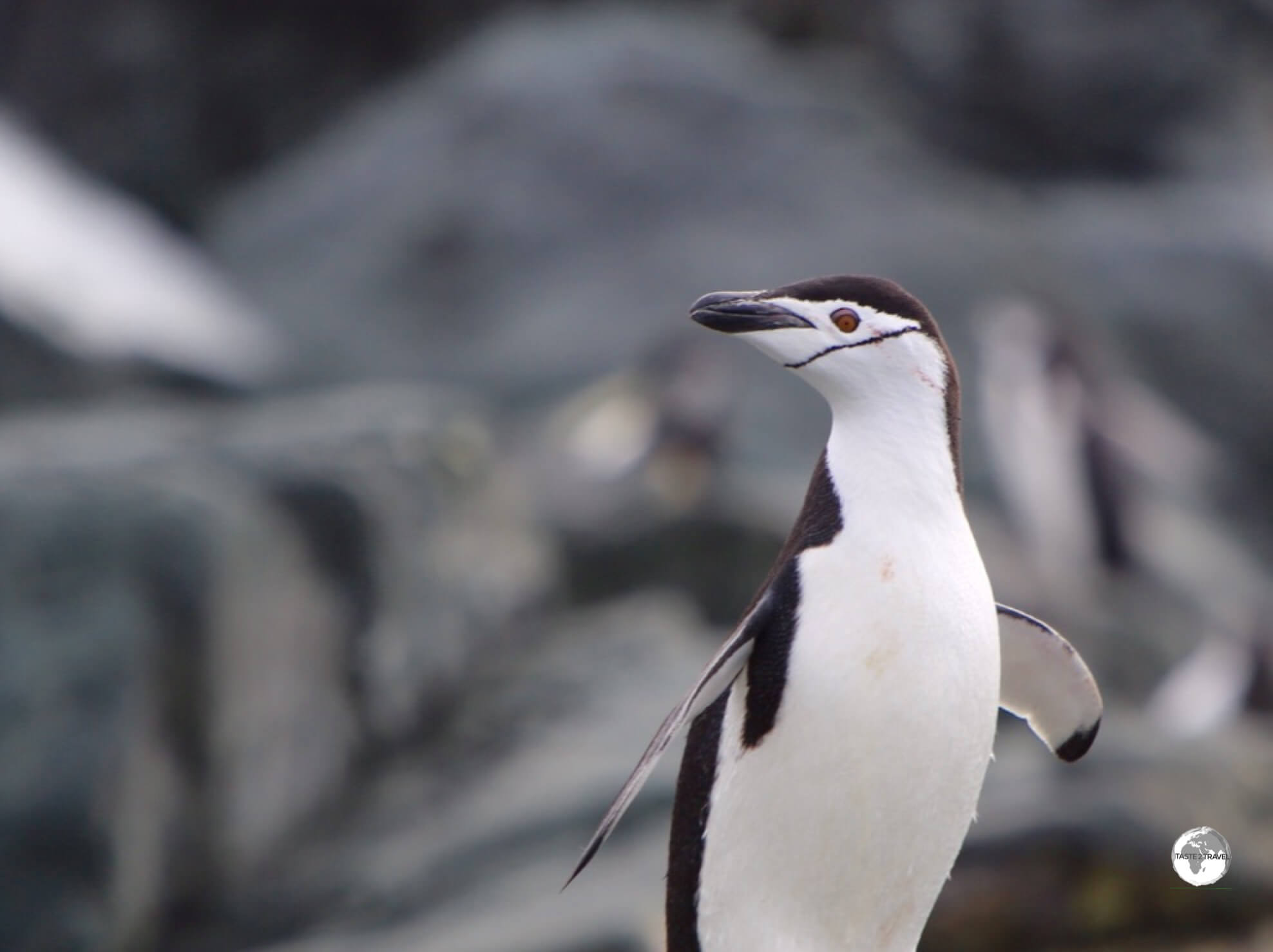 Chinstrap penguins, such as this one on Trinity Island, get their name from the fine black band of feathers which runs, from ear to ear under their chin.