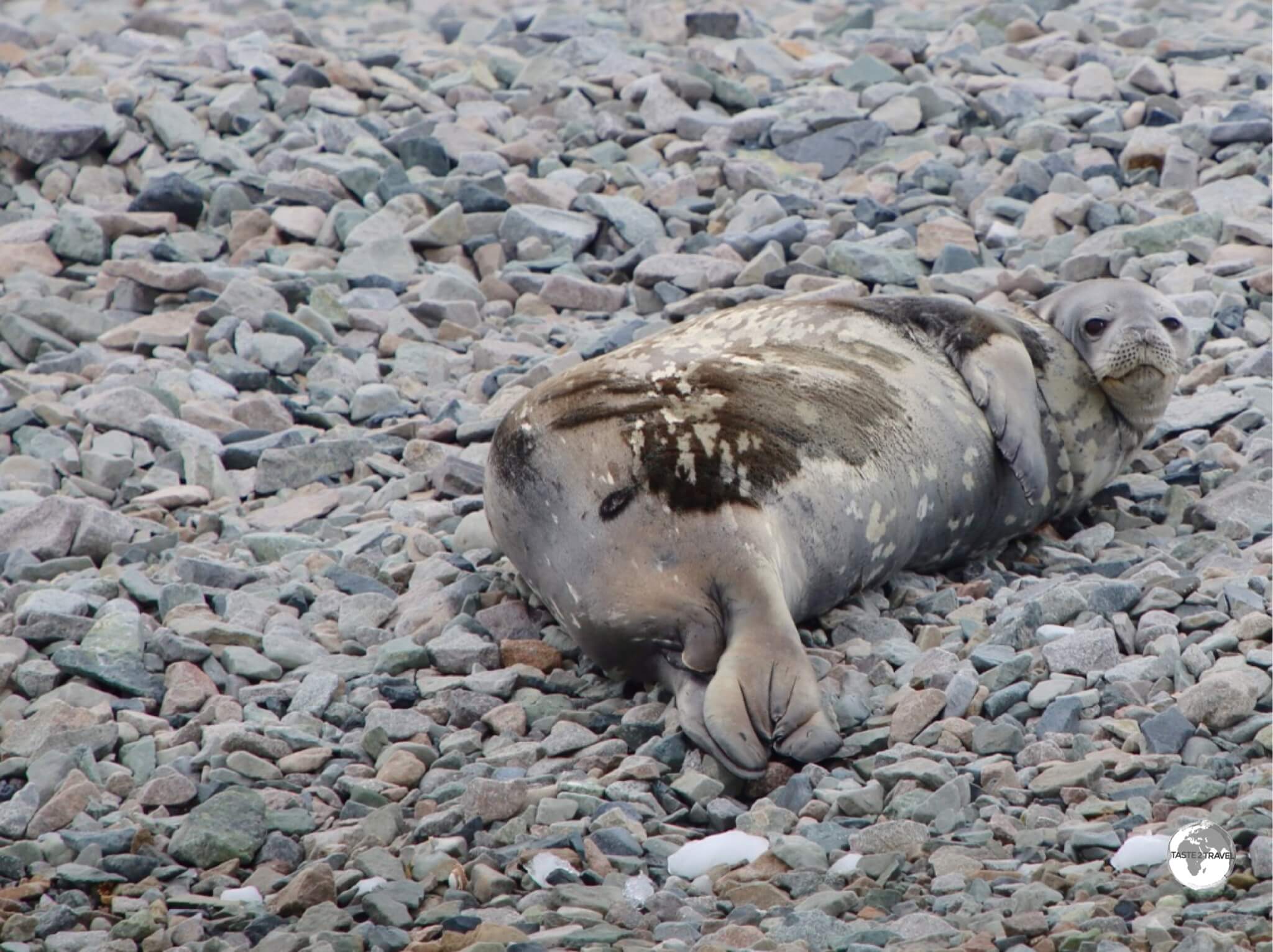 A Weddell seal, relaxing on the beach at Cuverville Island.