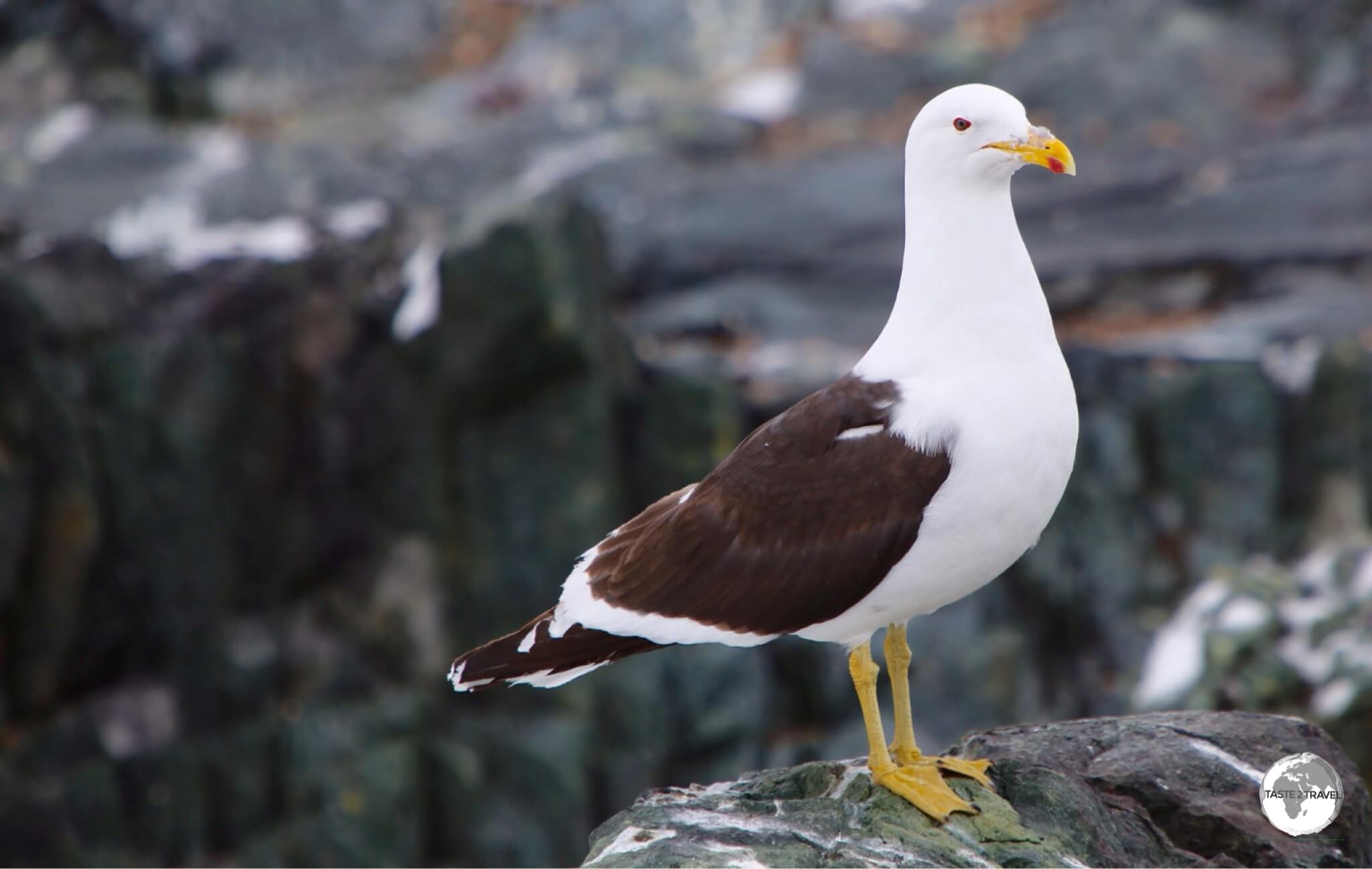 A Kelp Gull on Detaille Island. 