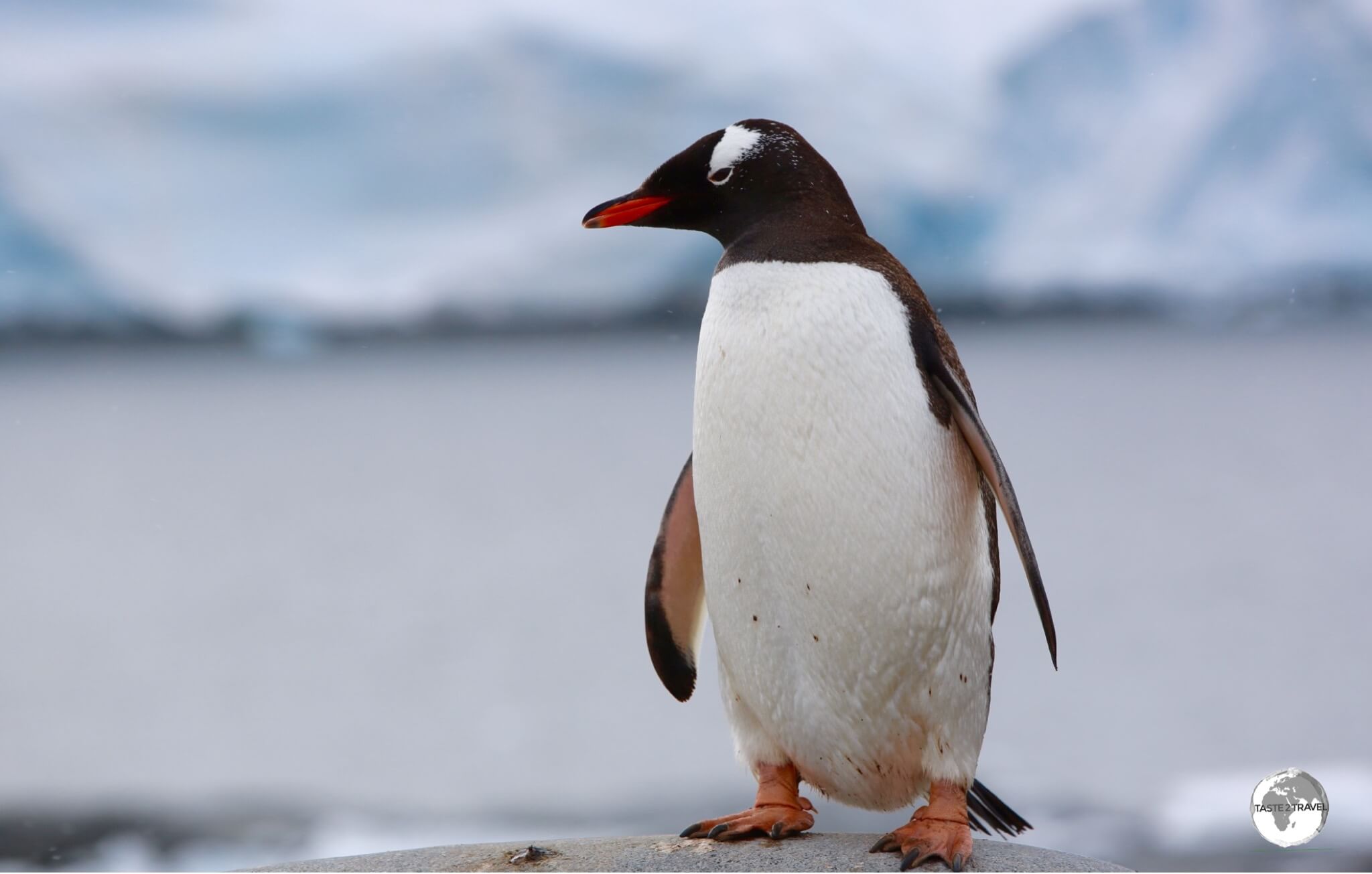 A curious Gentoo penguin at Port Lockroy.