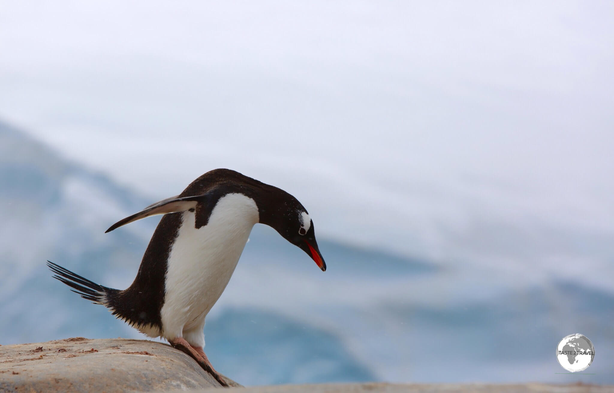 Gentoo penguins, such as this daredevil at Port Lockroy, are the 3rd-largest species of penguin, after the Emperor and King.