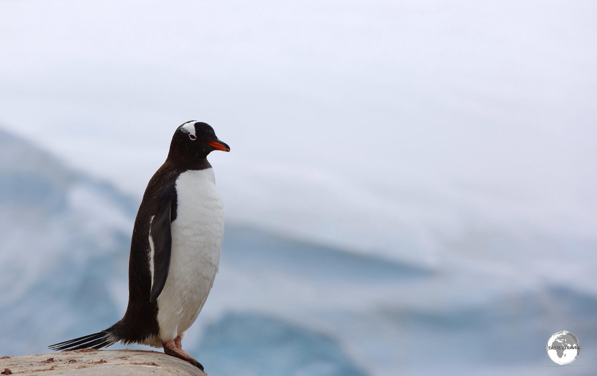 A Gentoo penguin at Port Lockroy. 