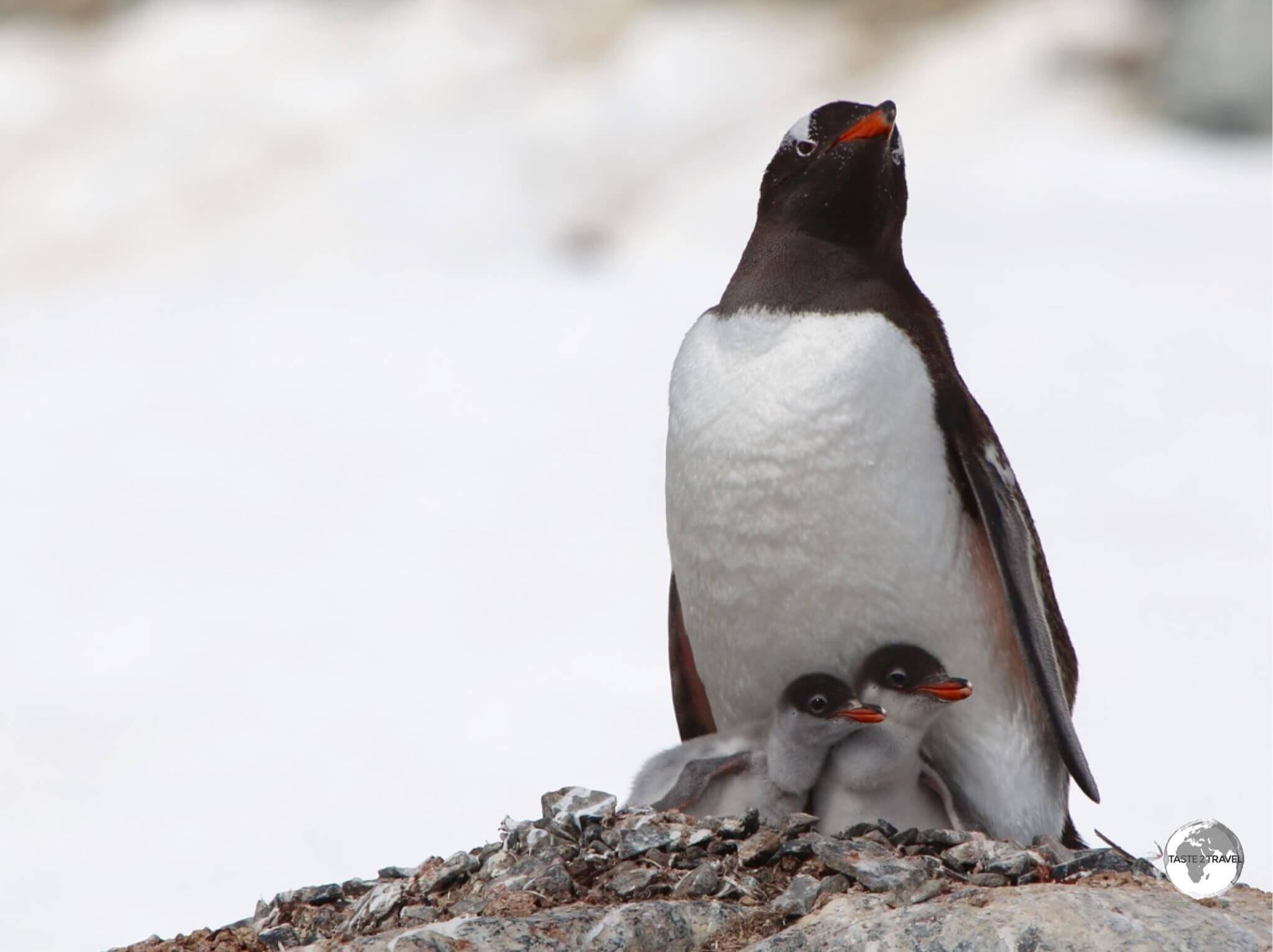 A Gentoo penguin, with her chick's, at the busy breeding colony on Danco Island.