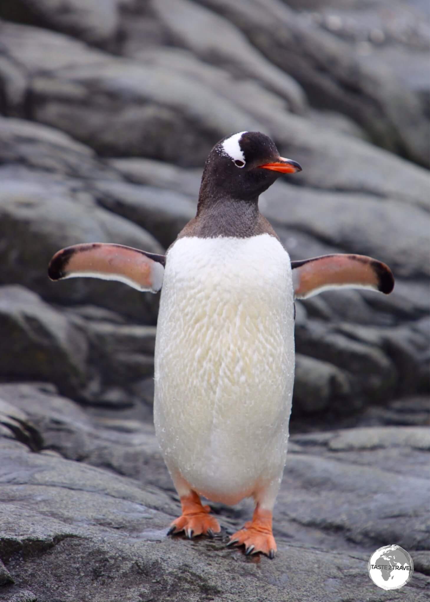 A Gentoo penguin at Port Lockroy, drying its flippers after exiting the sea.