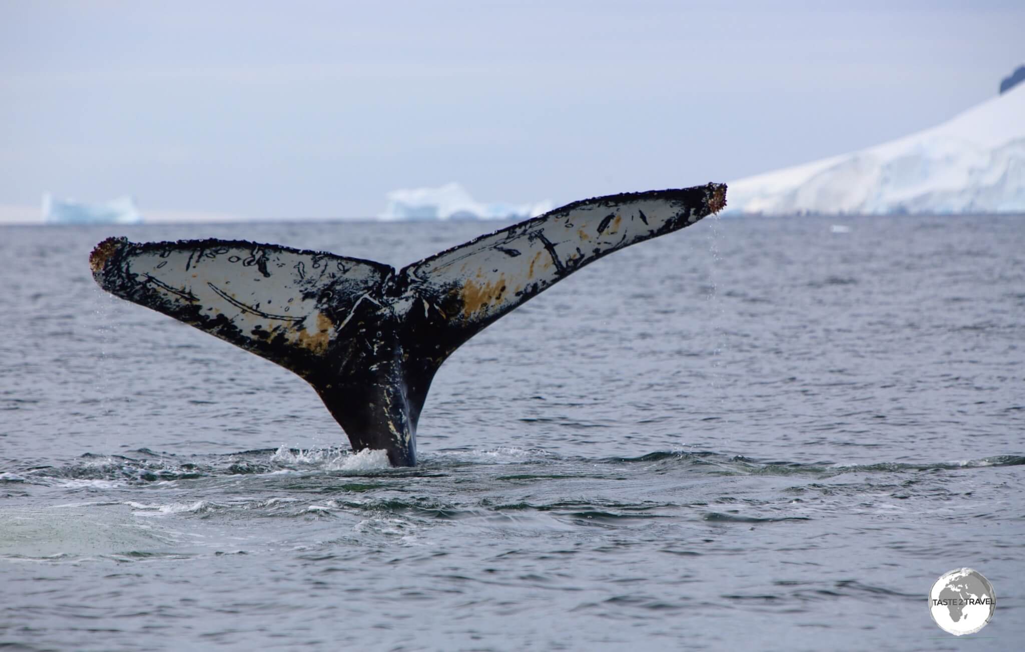 A Humpback whale diving in Wilhelmina Bay. The pattern on the underside of their fluke is a unique identifier.