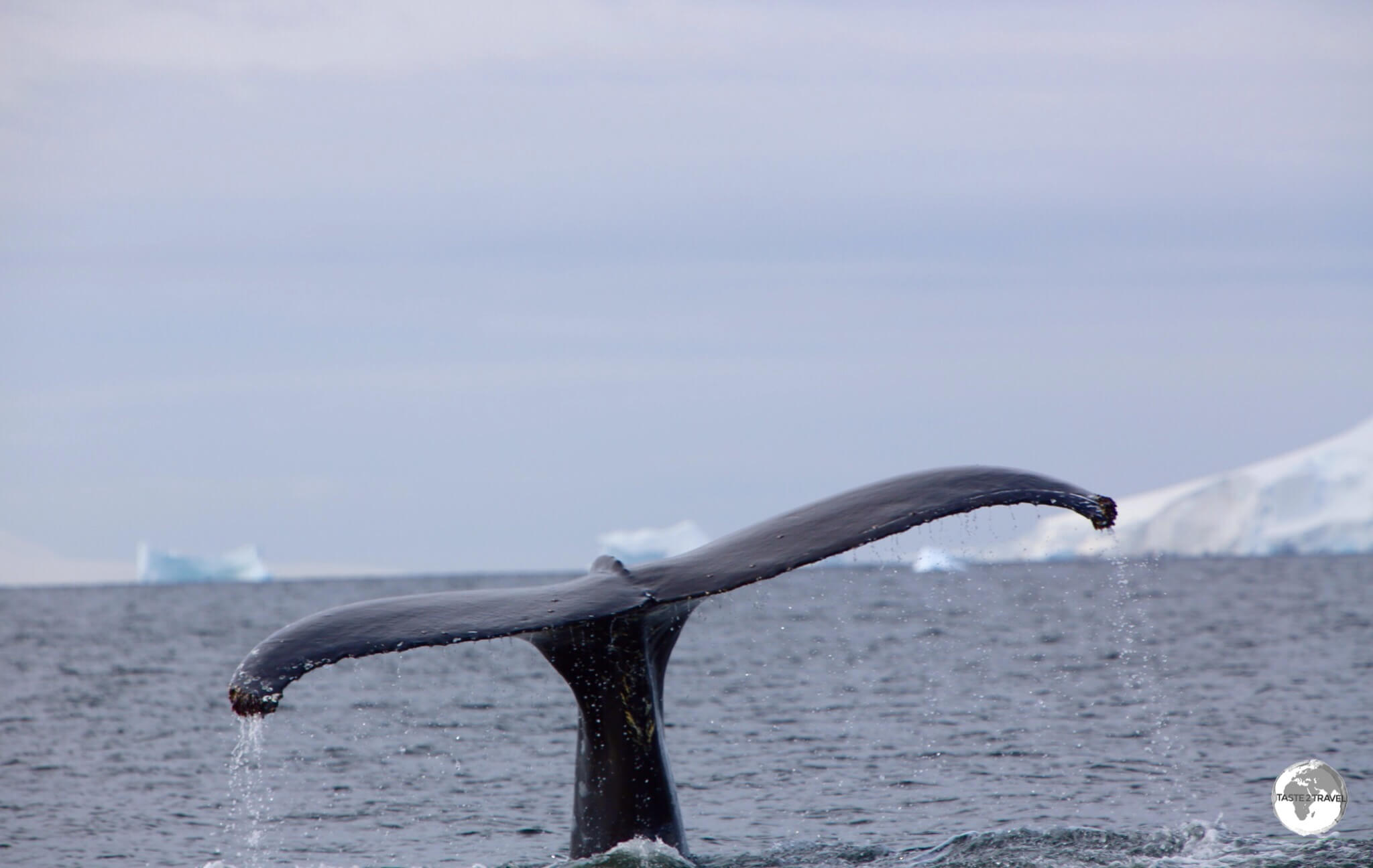 A diving Humpback whale in Wilhelmina Bay.