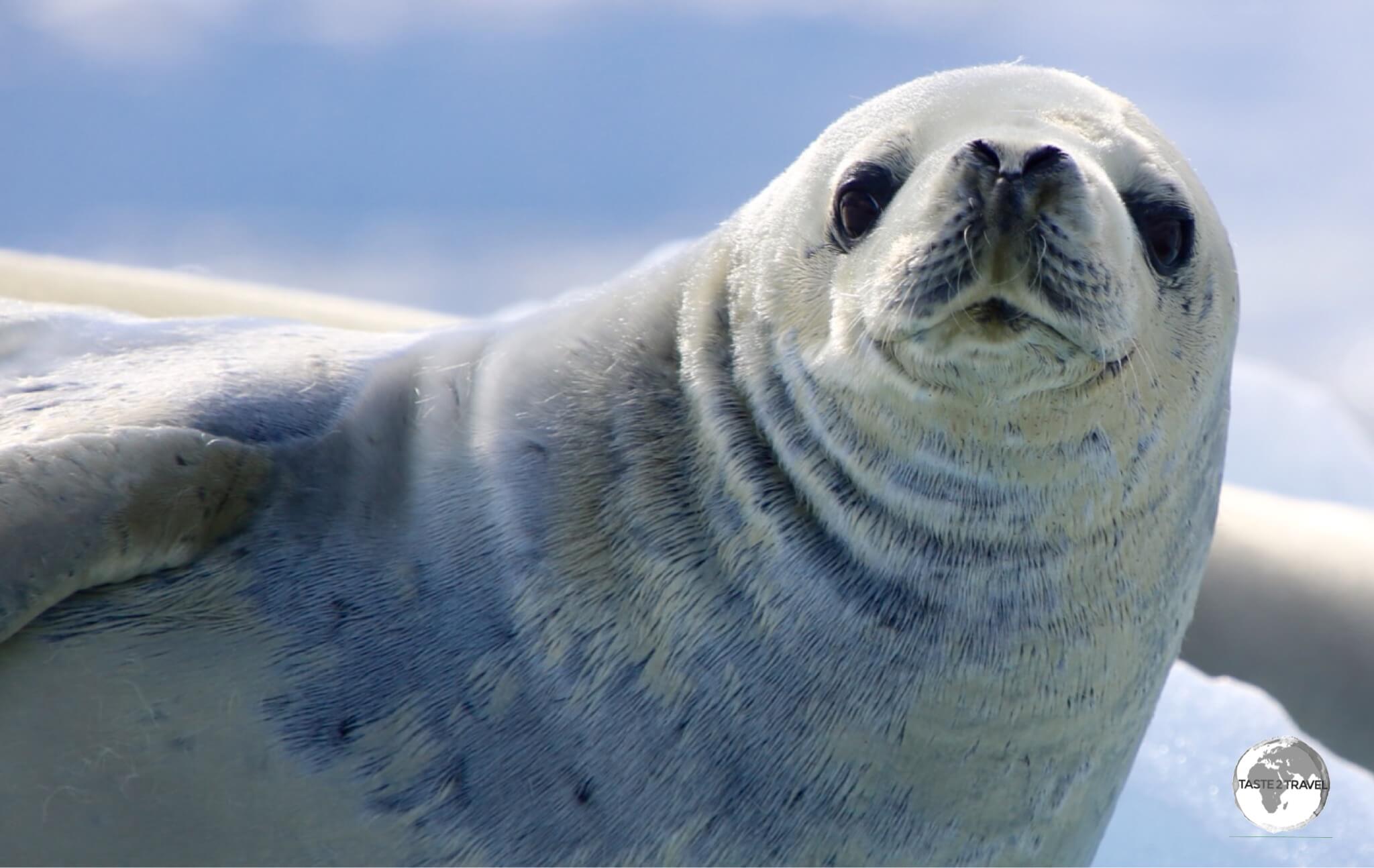 A Crabeater seal, relaxing on an ice floe in the Graham passage, enjoys the early morning sun.