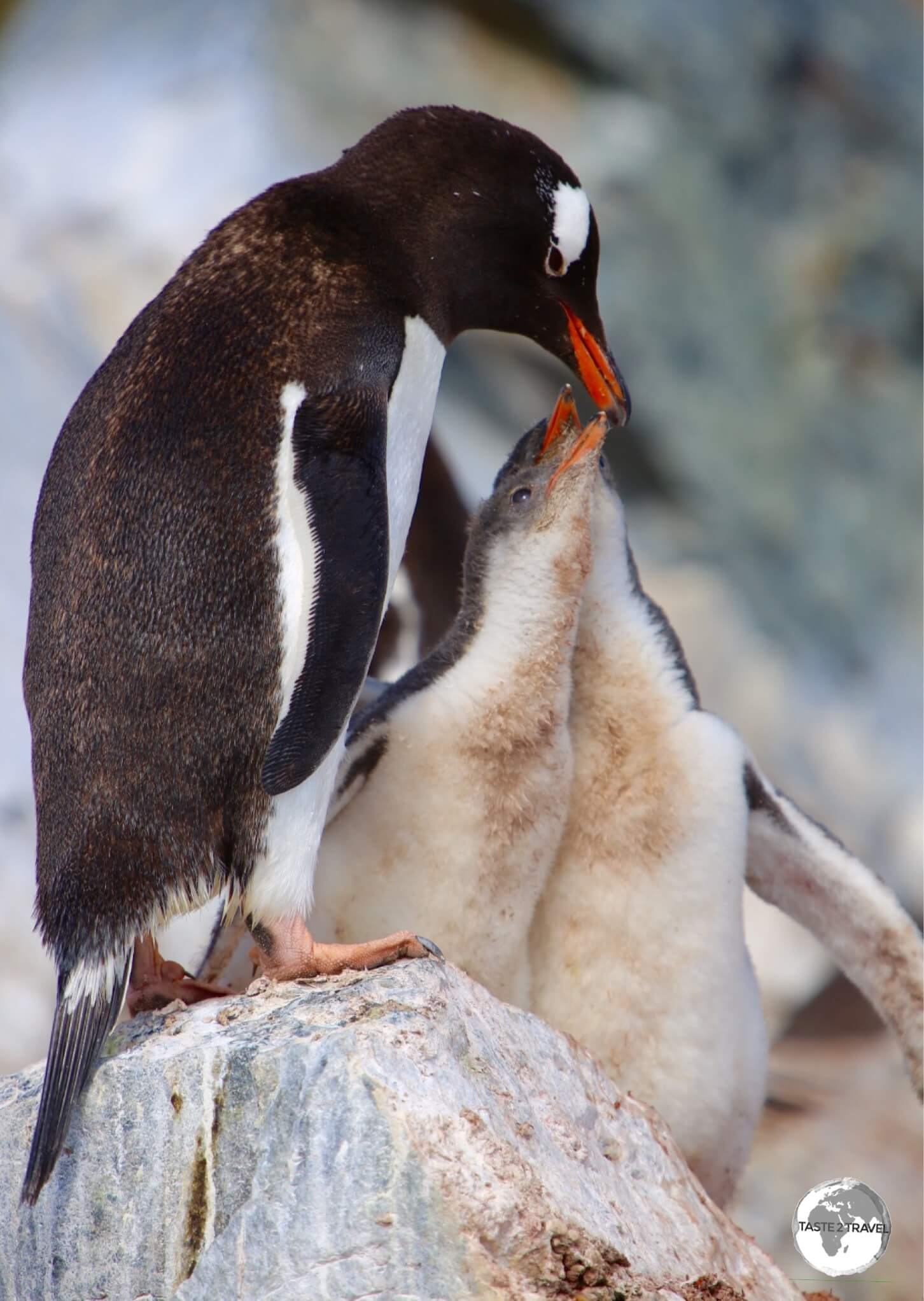 A Gentoo penguin feeding its chick's on Danco Island.