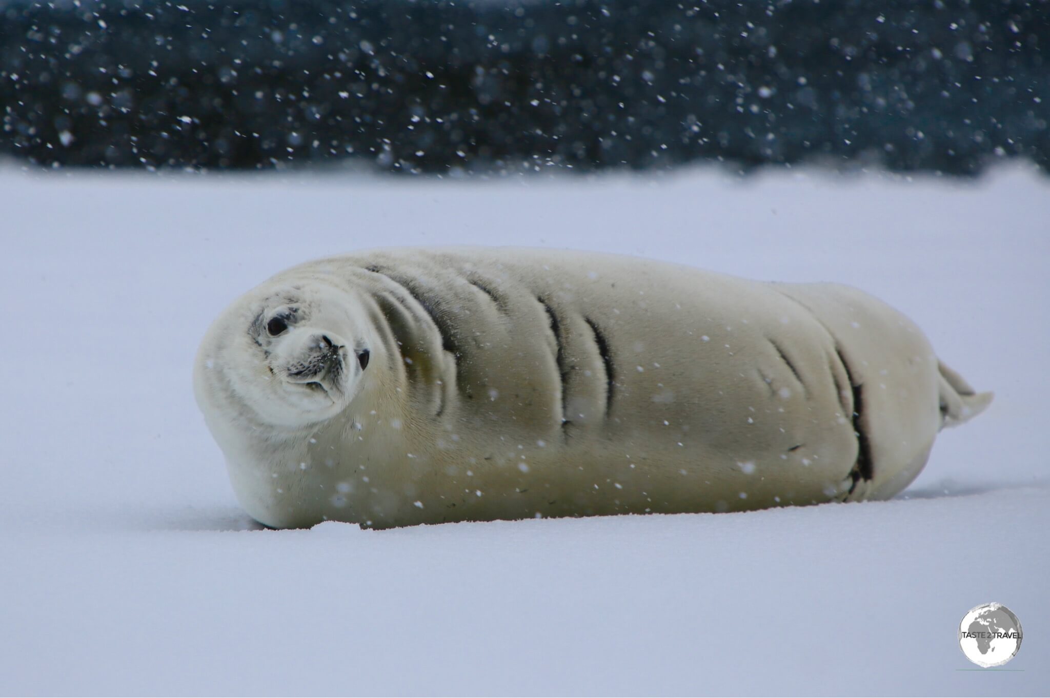 This Crabeater seal in the Yalour Islands bears the battle scars from a previous encounter with a predatory Leopard seal.