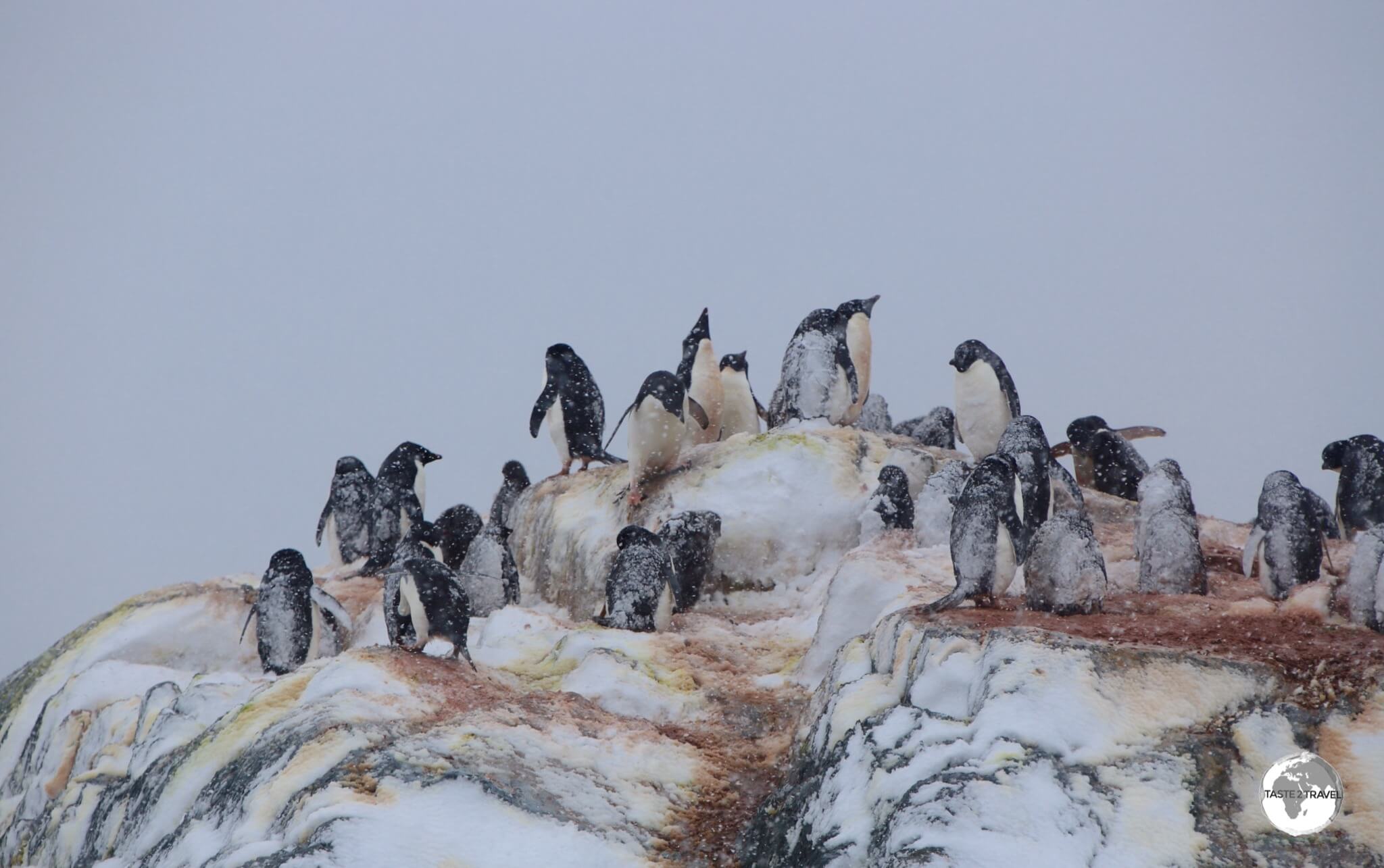 A raging blizzard envelopes an Adélie penguin breeding colony on one of the many rocky islets of the Yalour Islands.