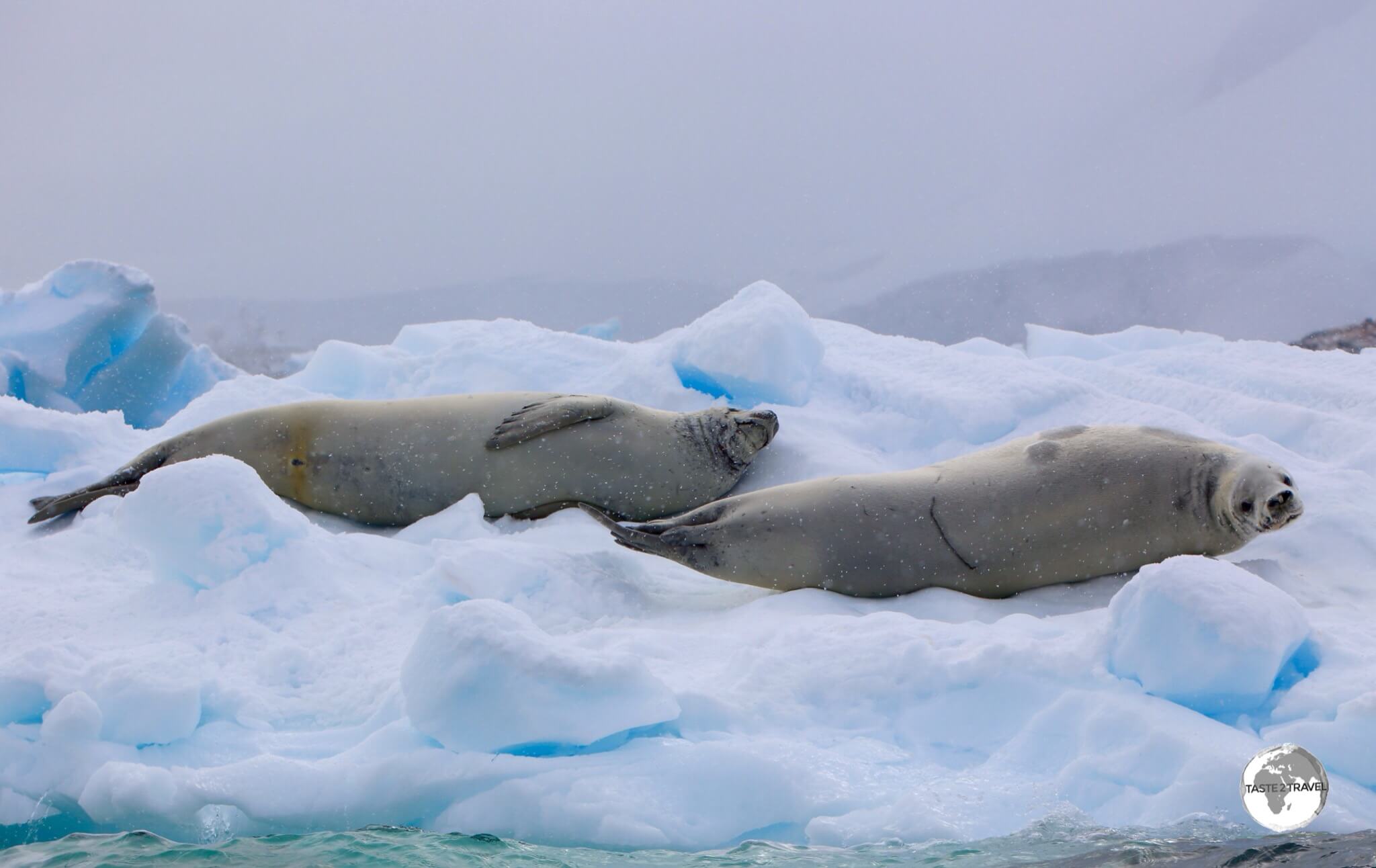 Two Crabeater seals relaxing on an ice floe at Damoy Point.