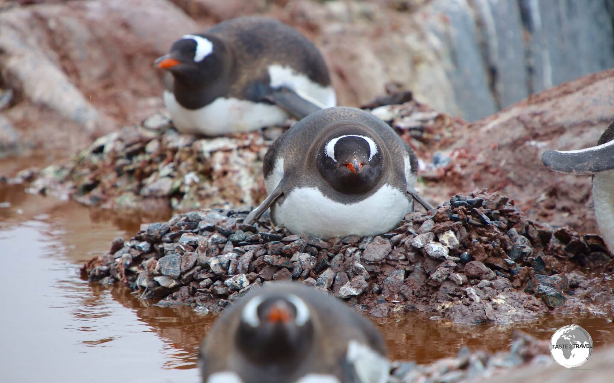 Gentoo Penguins at Port Lockroy, sitting on their nests. 