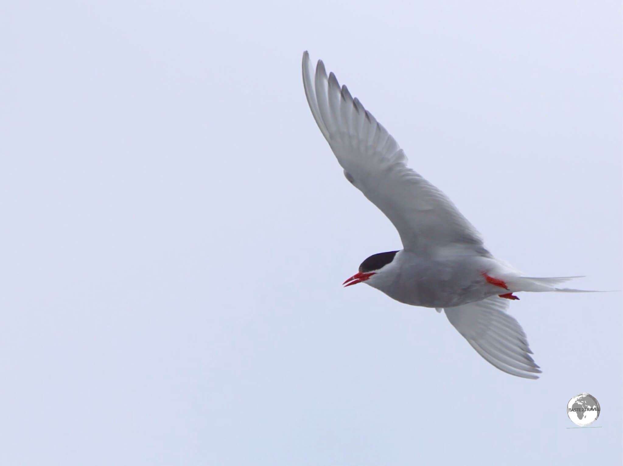 An Antarctic tern, flying over Base Brown in Paradise bay.