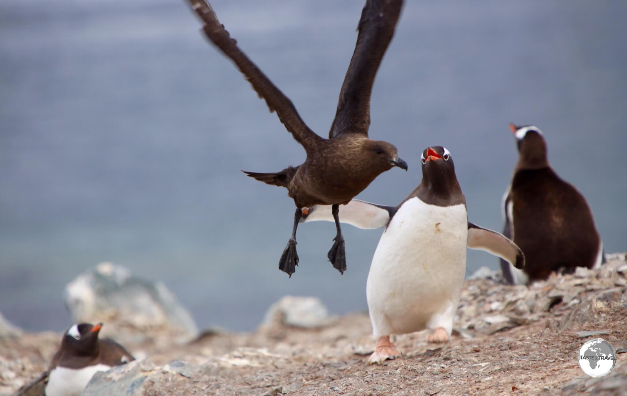 A Gentoo penguin, fending off an attack by a predatory South polar skua on Cuverville Island.