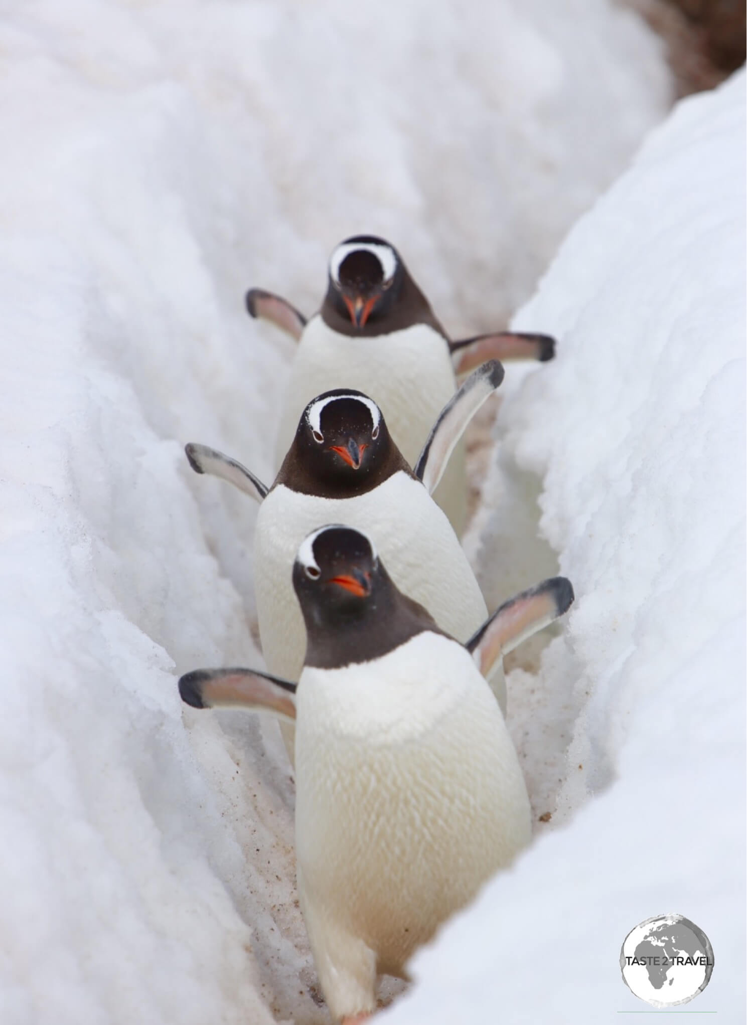 Gentoo penguins on D’Hainaut Island travel along a <i>Penguin Highway</i>.