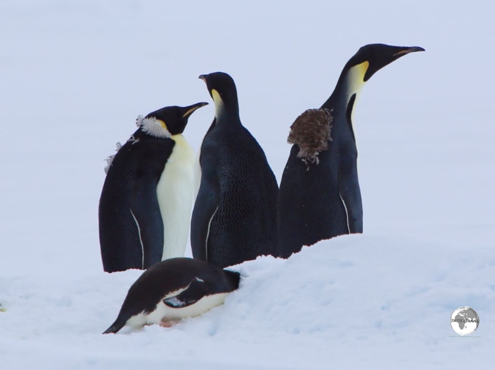 Emperor penguins in Crystal Sound still bearing the fluffy feathers from their annual <i>Catastrophic Moult</i>.