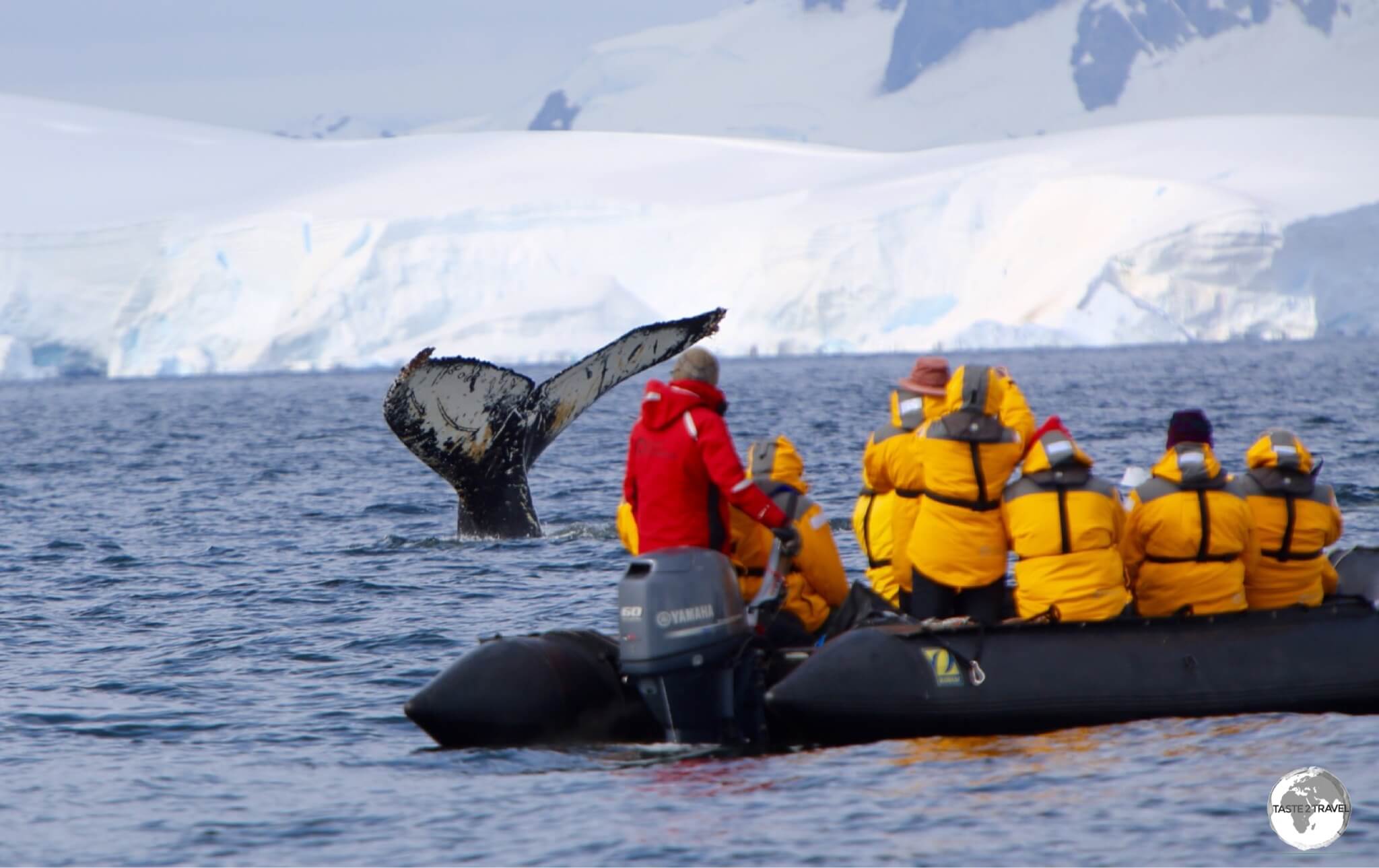 Getting up close! The whale watching at Wilhelmina Bay was spectacular - yet another incredible moment in Antarctica.