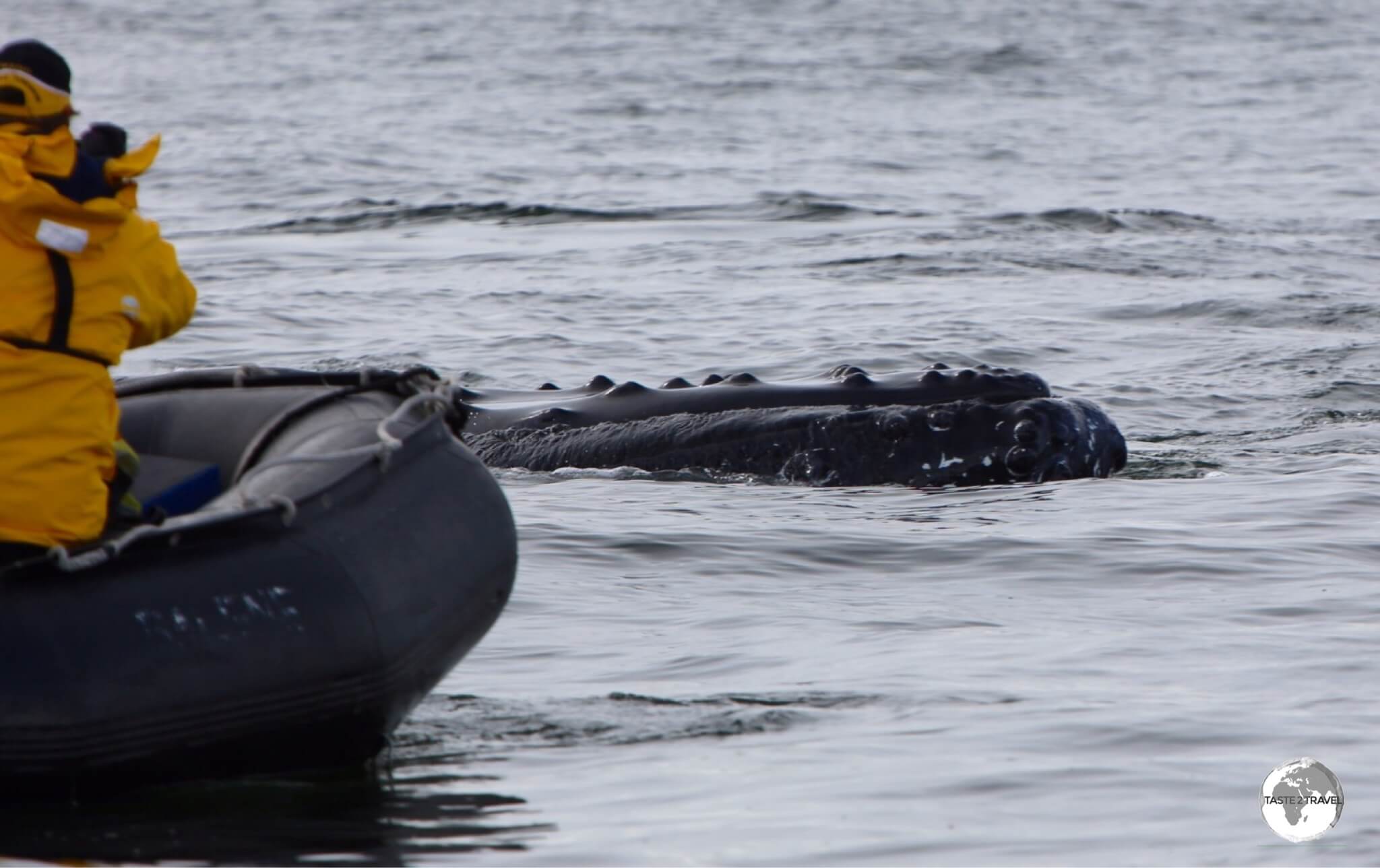 The driver of this zodiac quickly reversed when he noticed bubbles surrounding his boat, narrowly avoiding impact with a surfacing 30,000-kg Humpback whale.