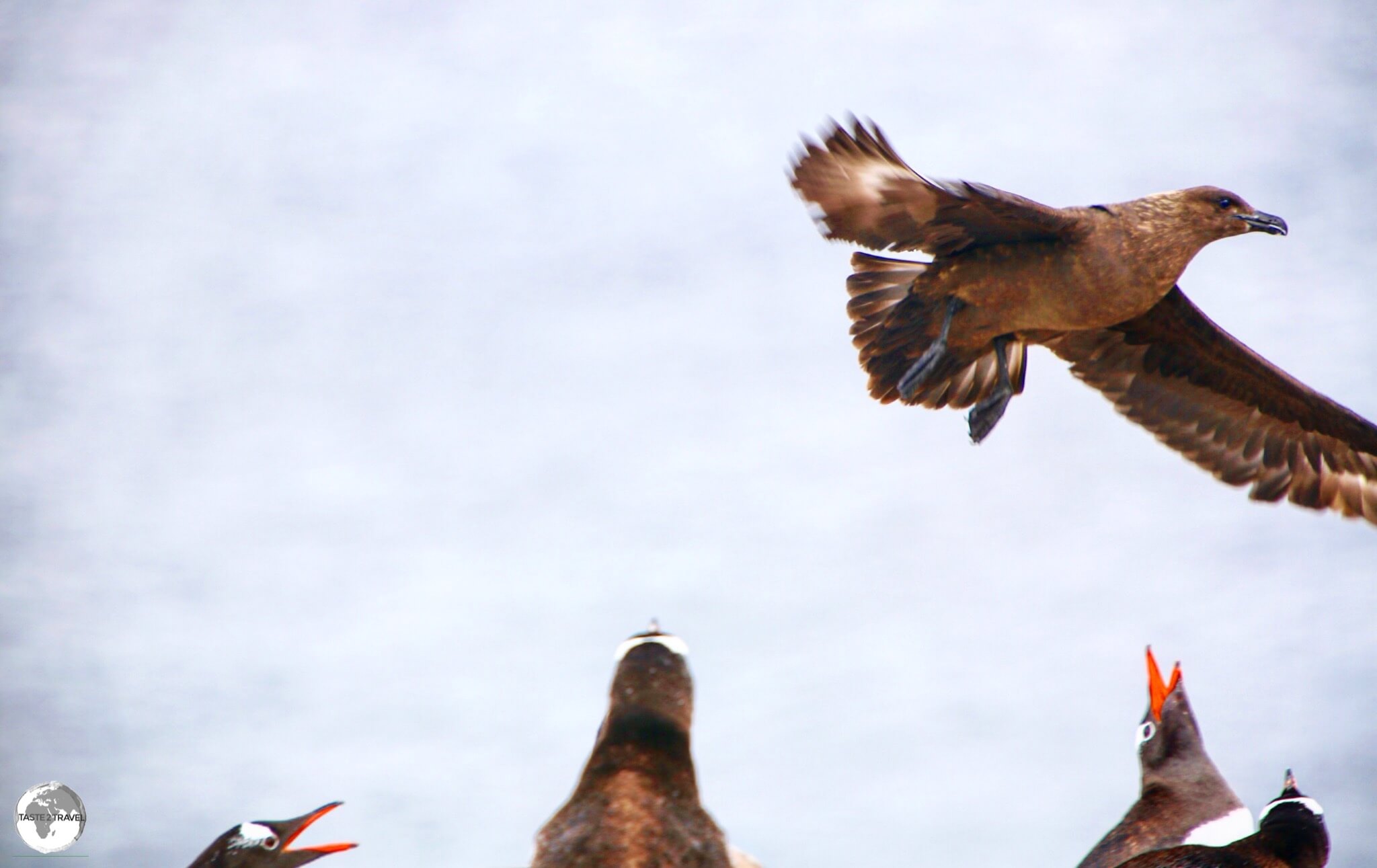 Gentoo penguins on Cuverville island, defending their nests against an attack by a South polar skua.