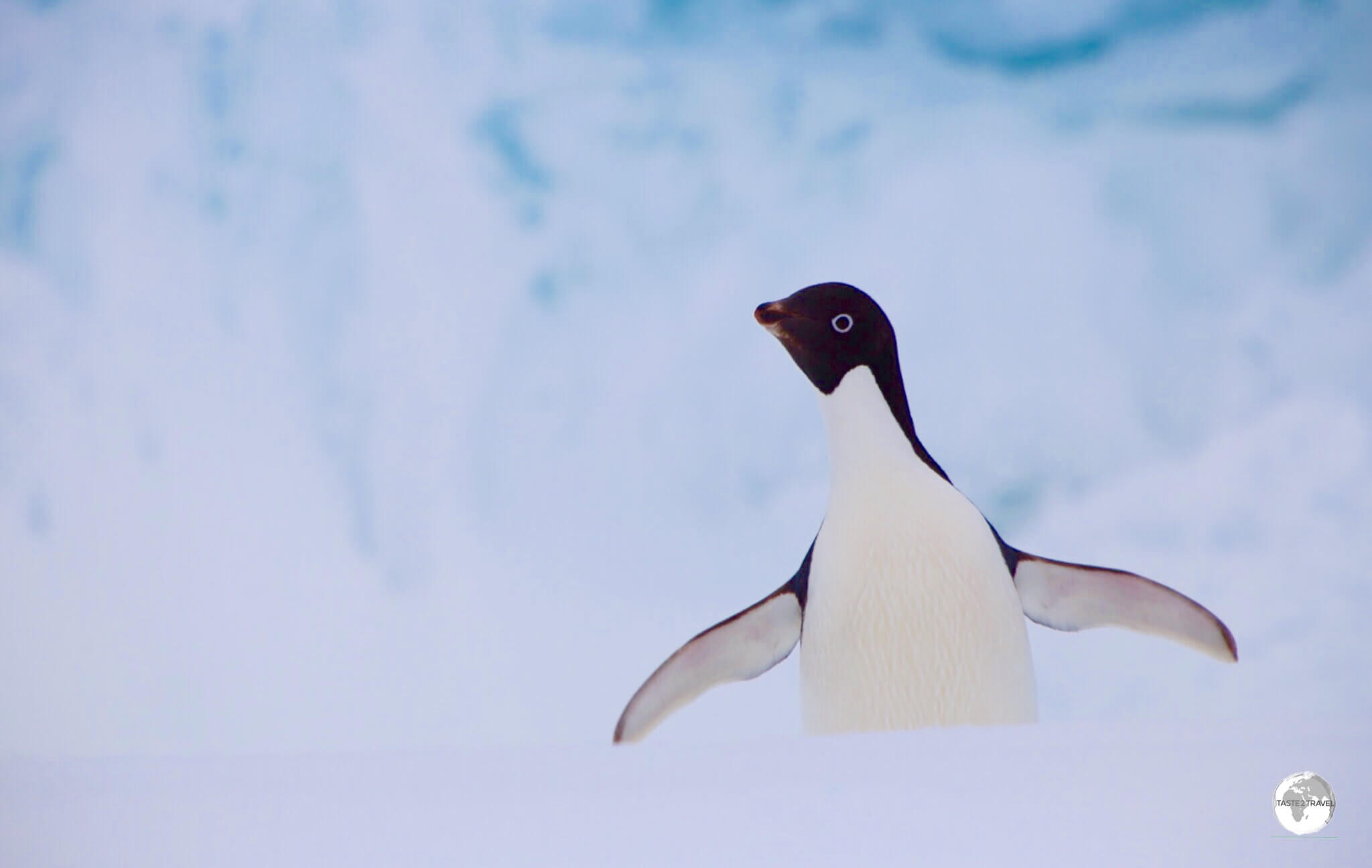 An Adélie penguin on Detaille Island, Crystal Sound, Antarctica.