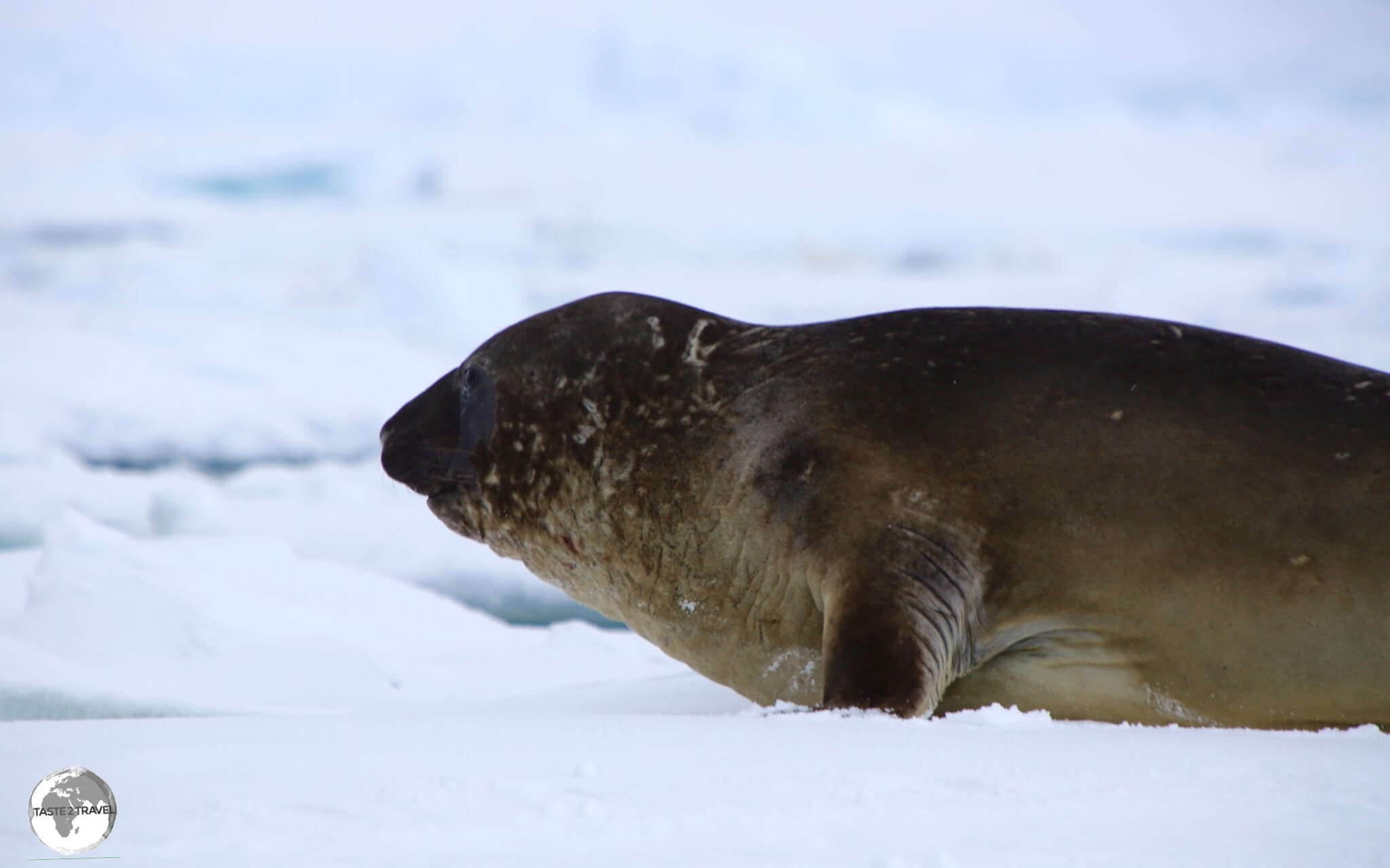 A huge adult female Southern Elephant seal resting on an ice floe in Crystal sound.