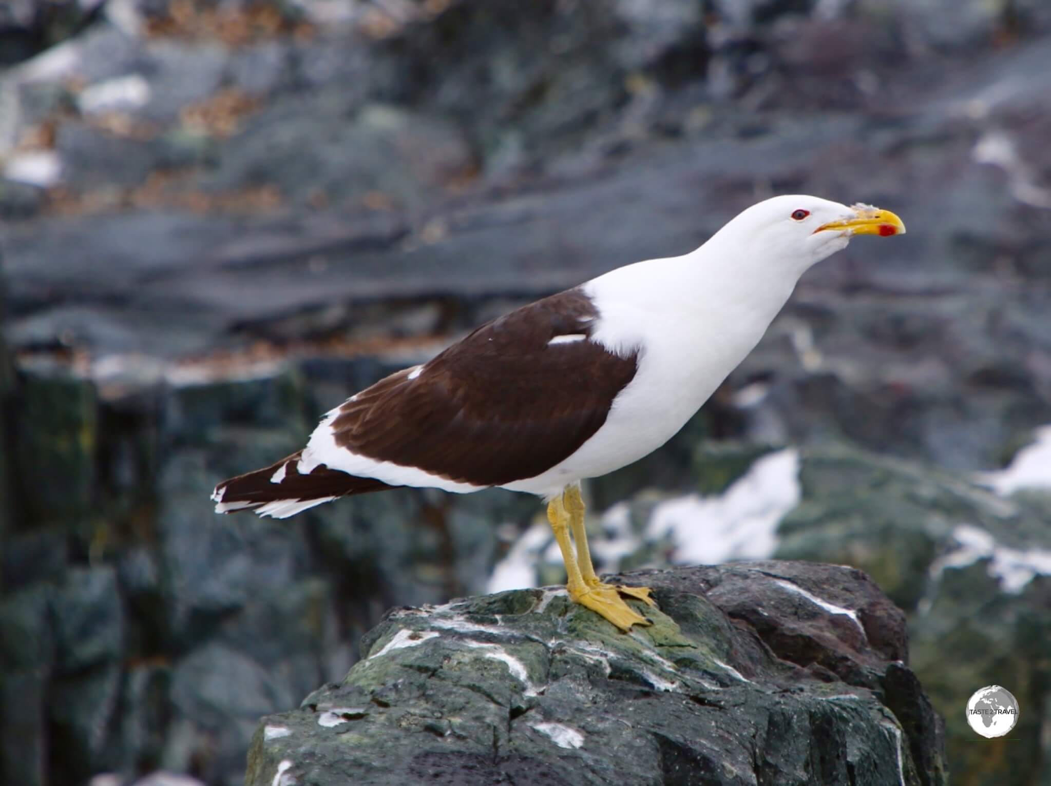 A Kelp Gull on Detaille Island, Antarctica.