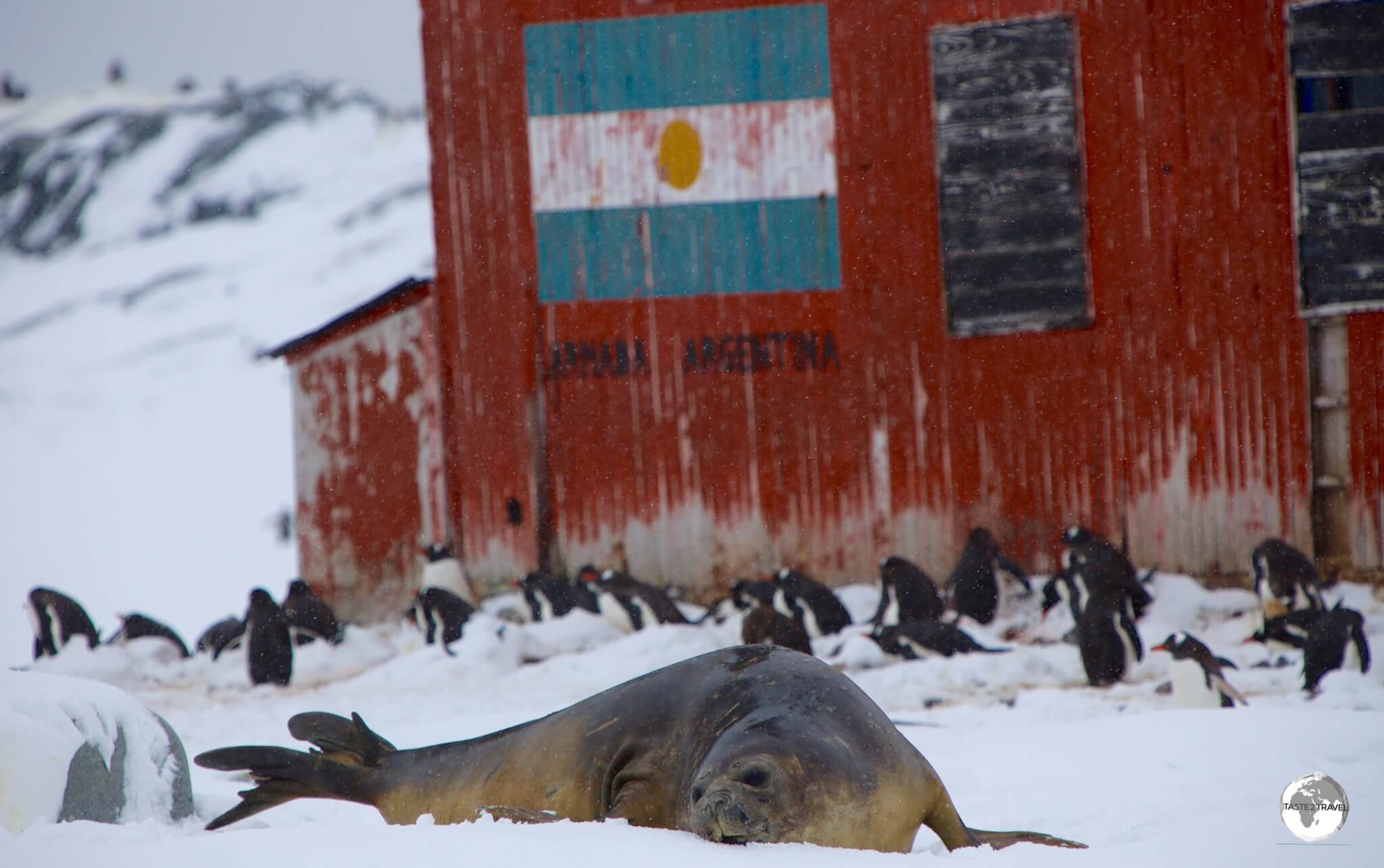 A huge female Southern Elephant seal, resting in front of the Argentine <i>Groussac Refuge</i> on Petermann Island.