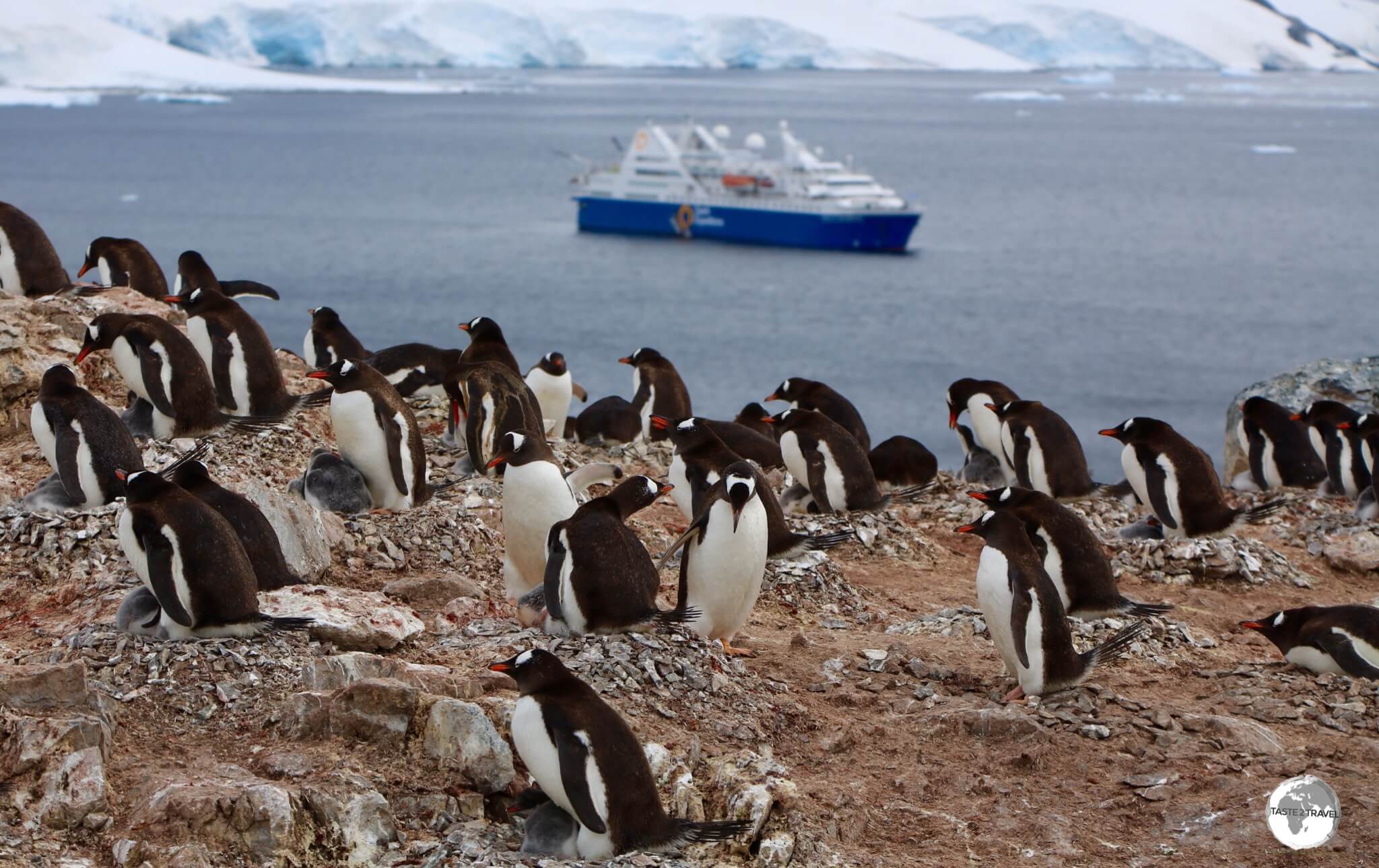 A Gentoo penguin colony on Cuverville Island, with the <i>Ocean Diamond</i> moored in the Errera Channel.